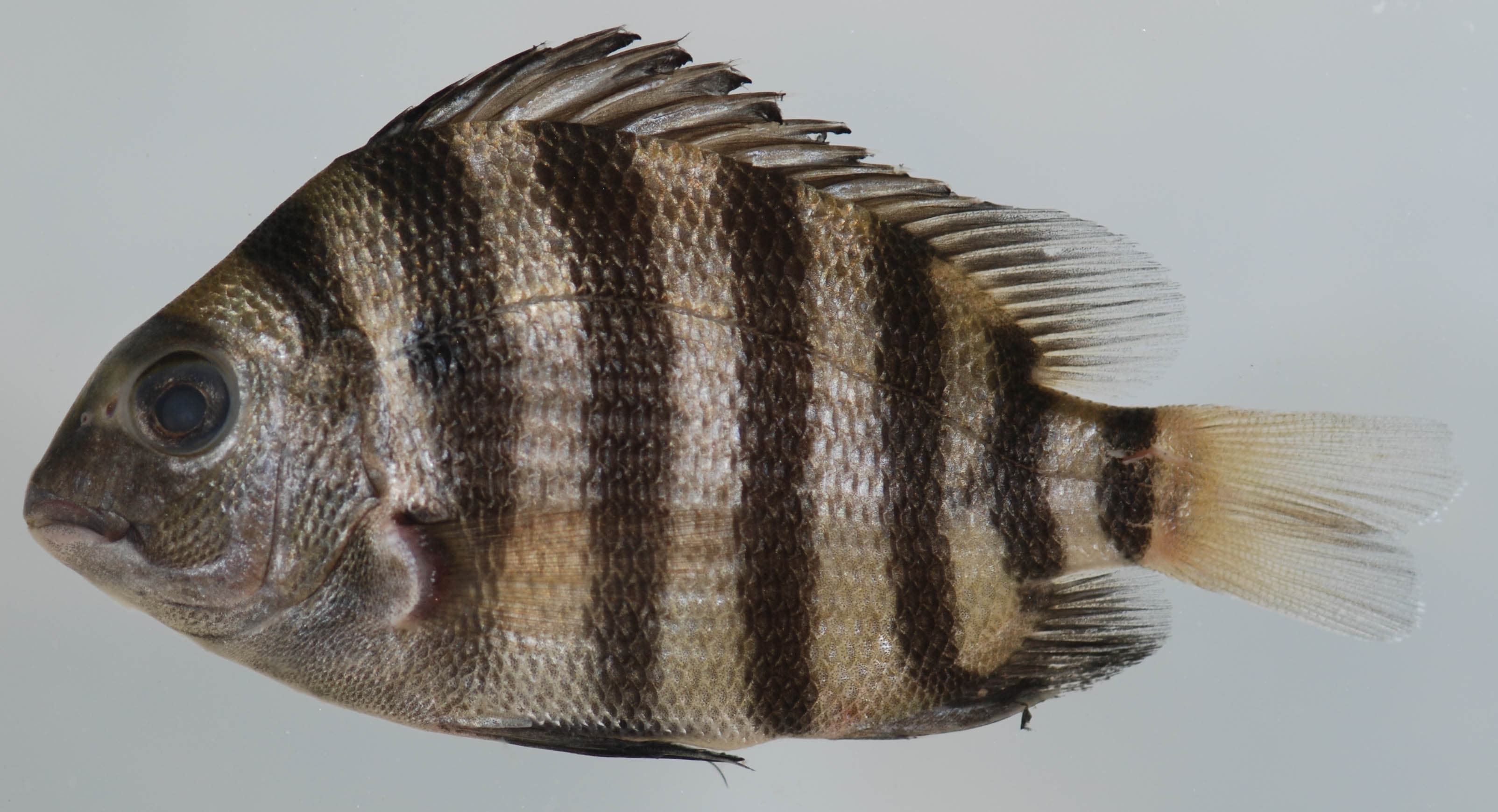 How to Catch Sheepshead: Beating the Bait-Stealing Convict Fish