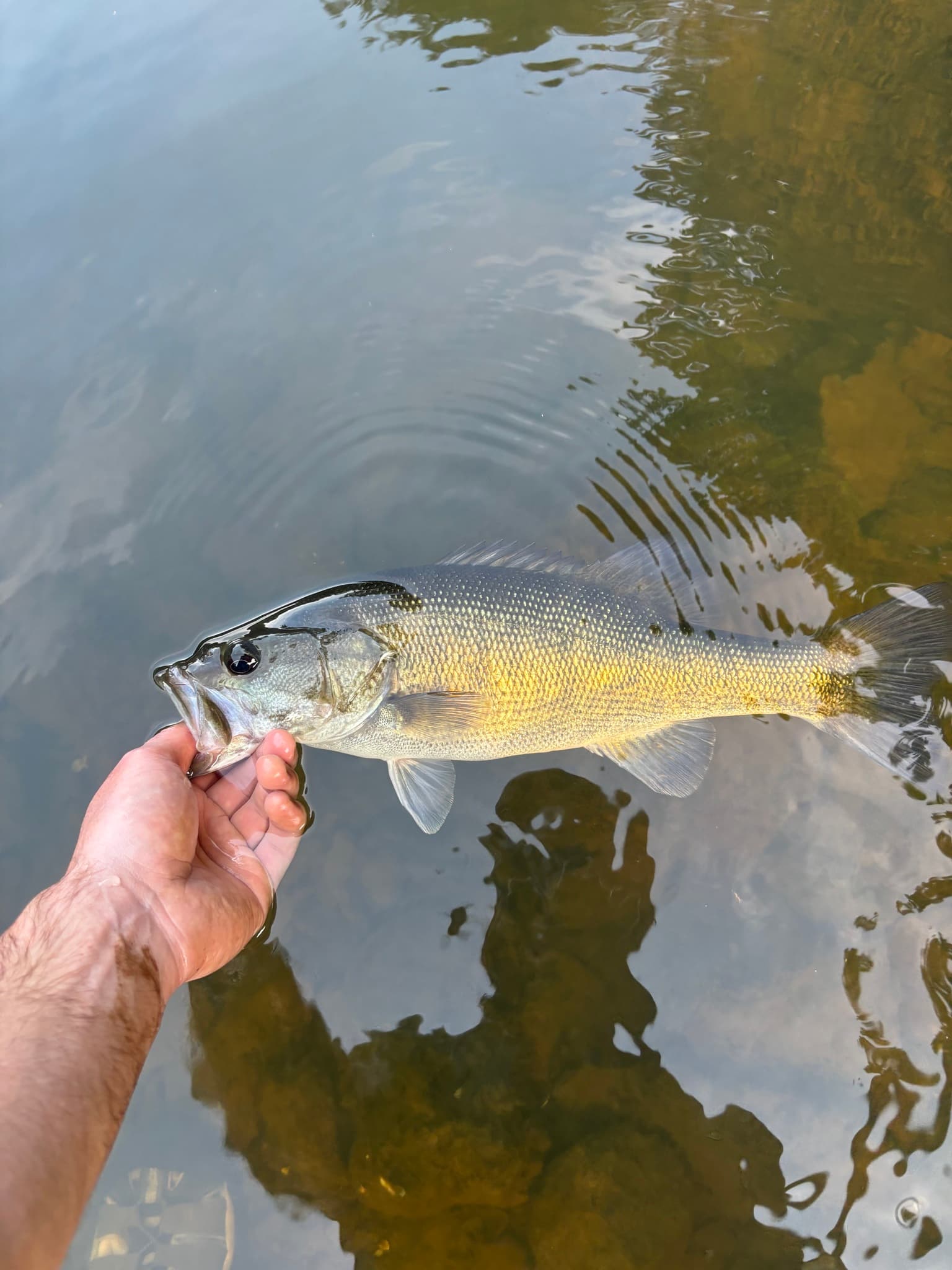 How to Catch Shoal Bass: The Complete Guide