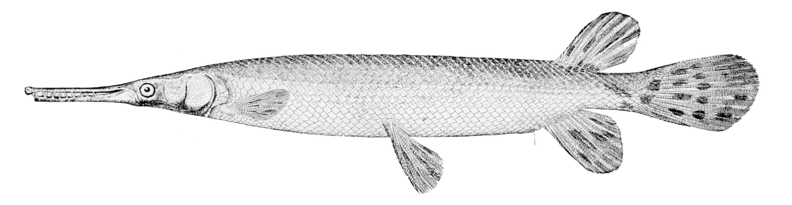 How to Catch Shortnose Gar: Rigs, Baits & Tactics