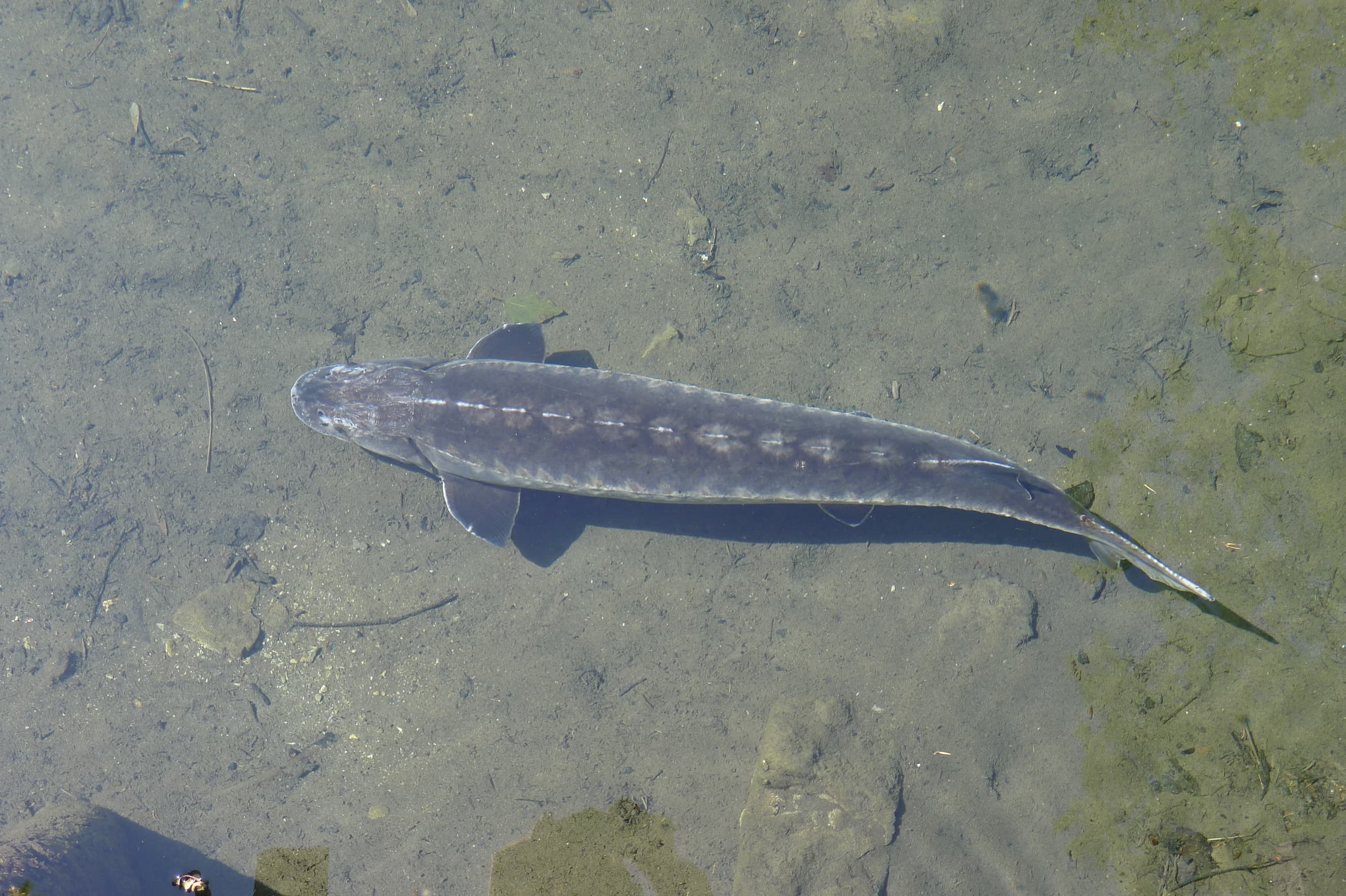 How to Catch Shortnose Sturgeon (and Why You Can't)