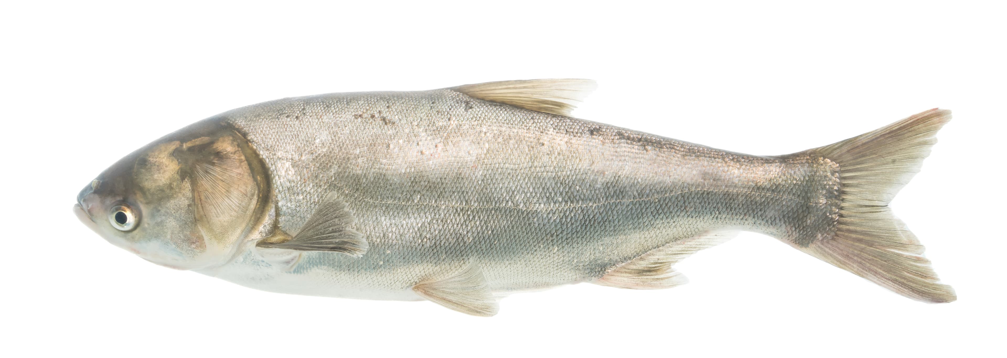 How to Catch Silver Carp: The Complete Guide