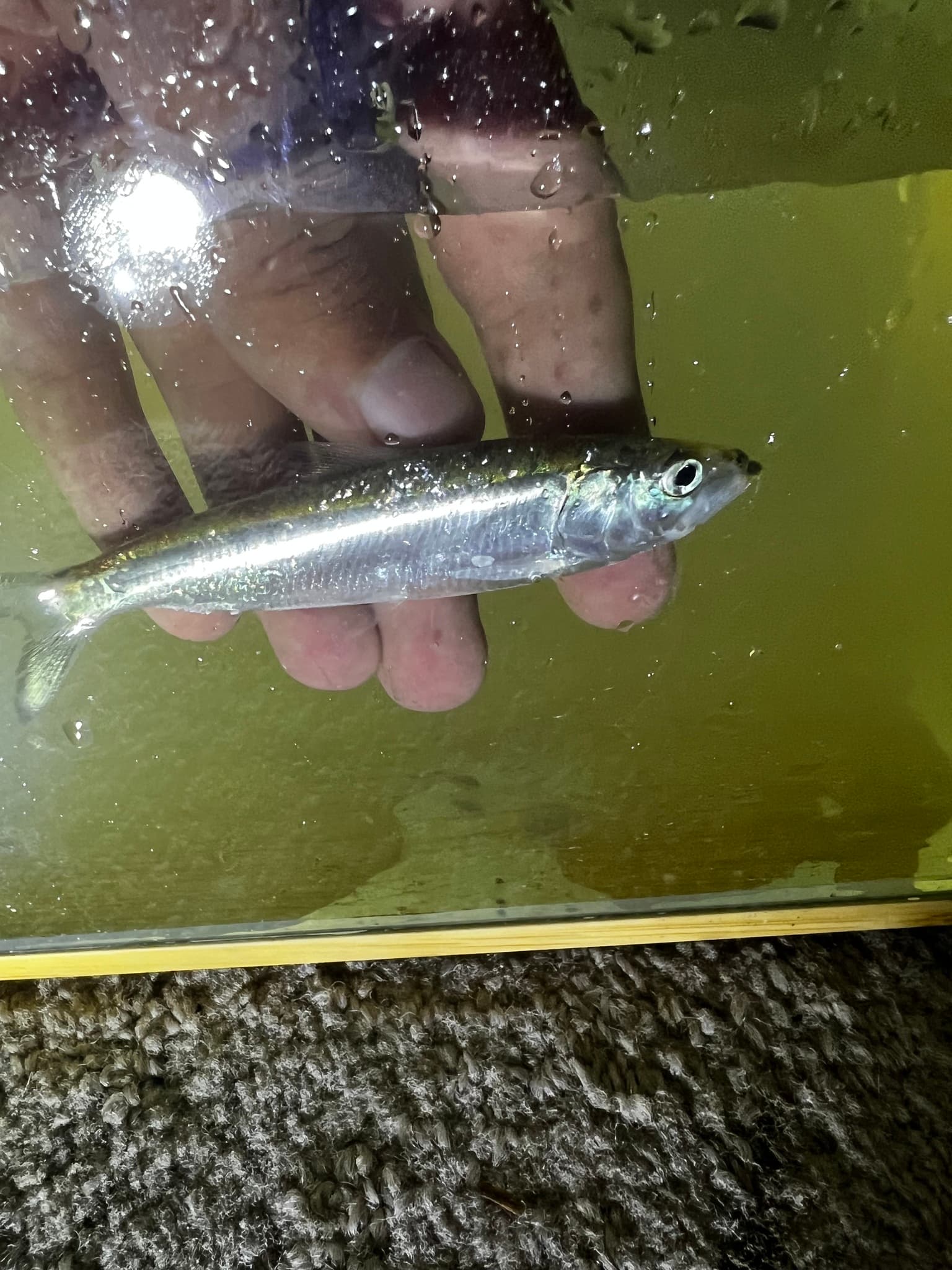 How to Catch Skipjack Herring: Spoons, Jigs & Rigs