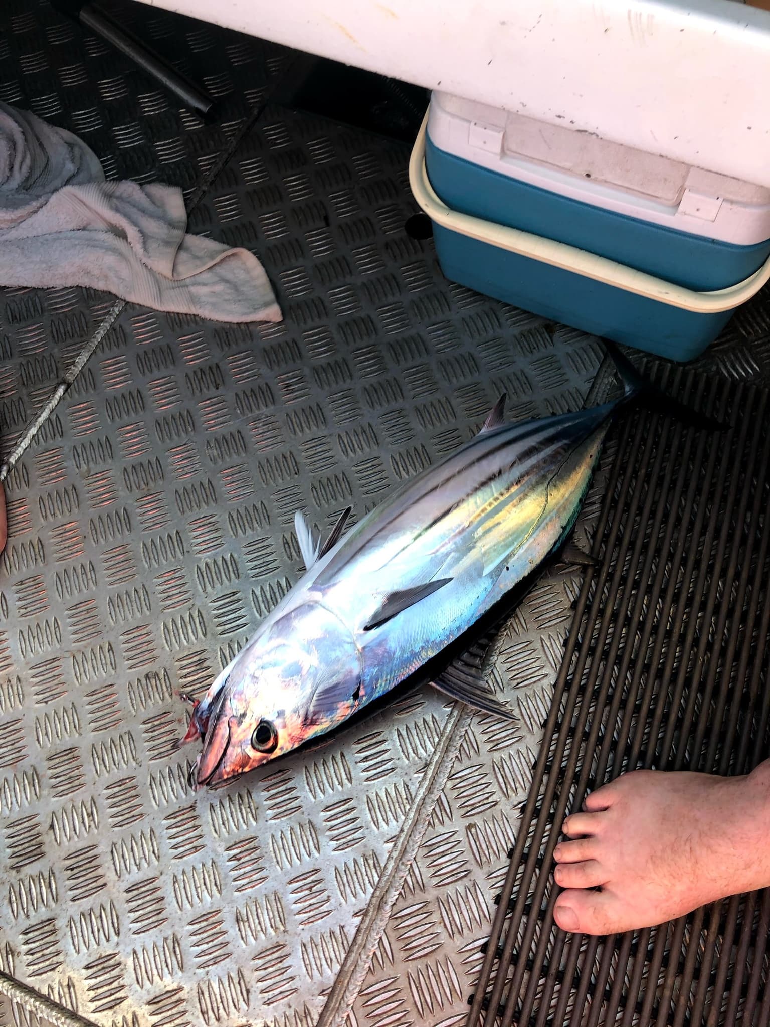 How to Catch Skipjack Tuna: The Complete Guide