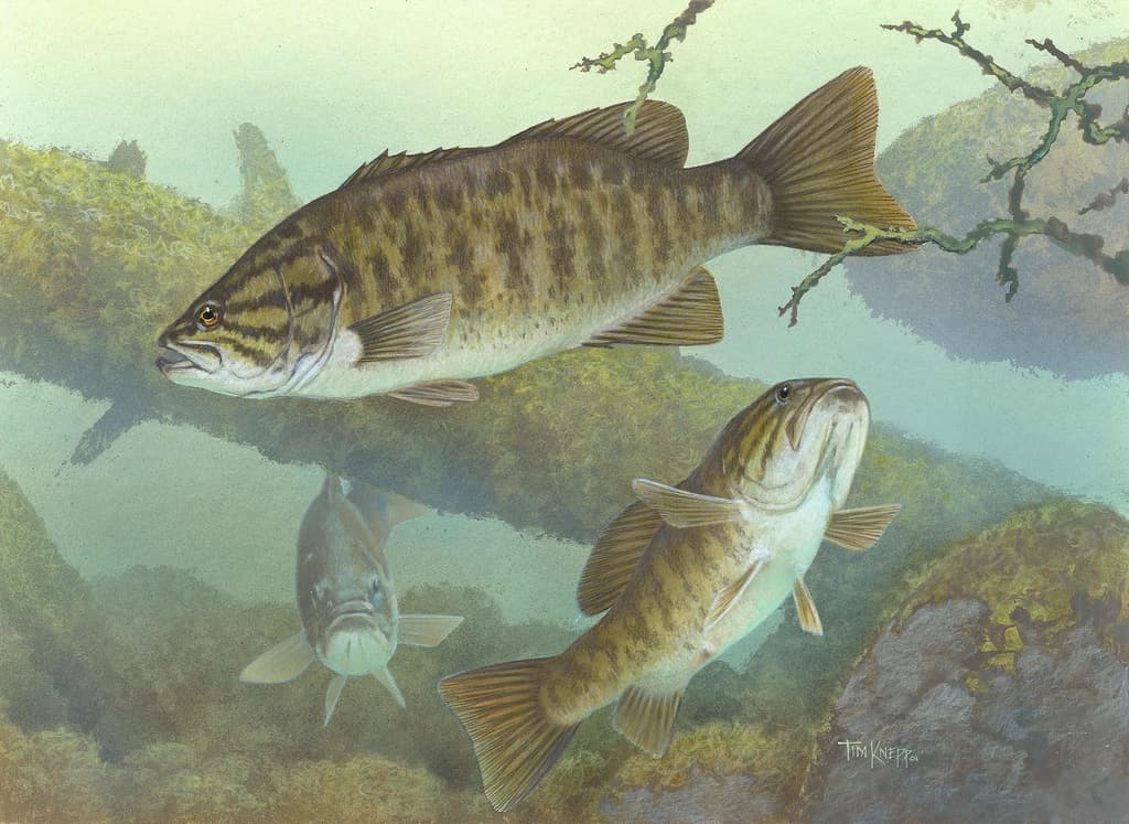 How to Catch Smallmouth Bass: Rivers, Lakes, and the Rigs That Work