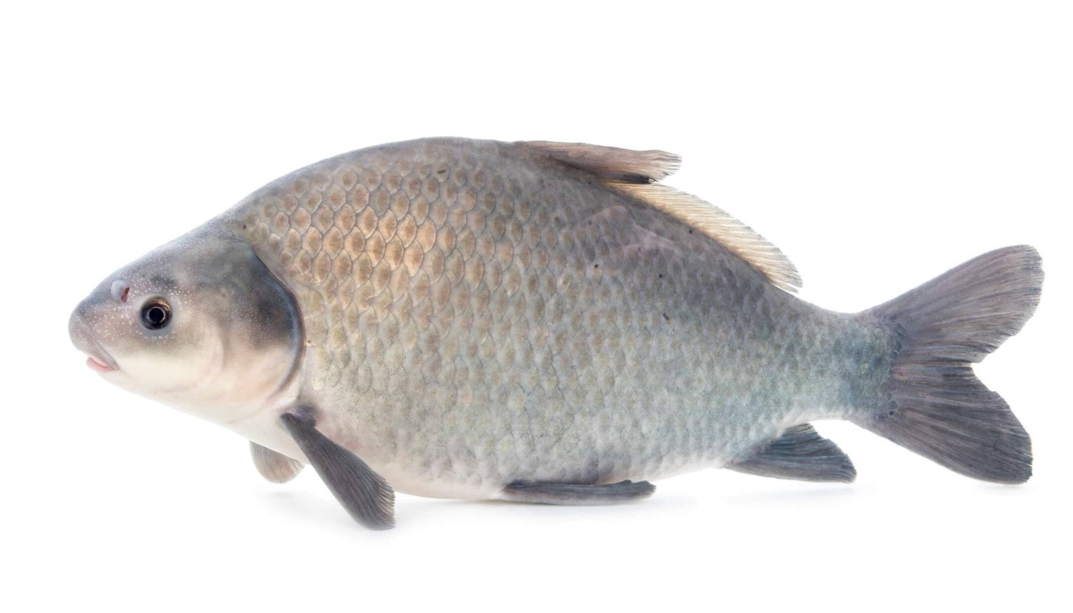 How to Catch Smallmouth Buffalo: The Complete Guide
