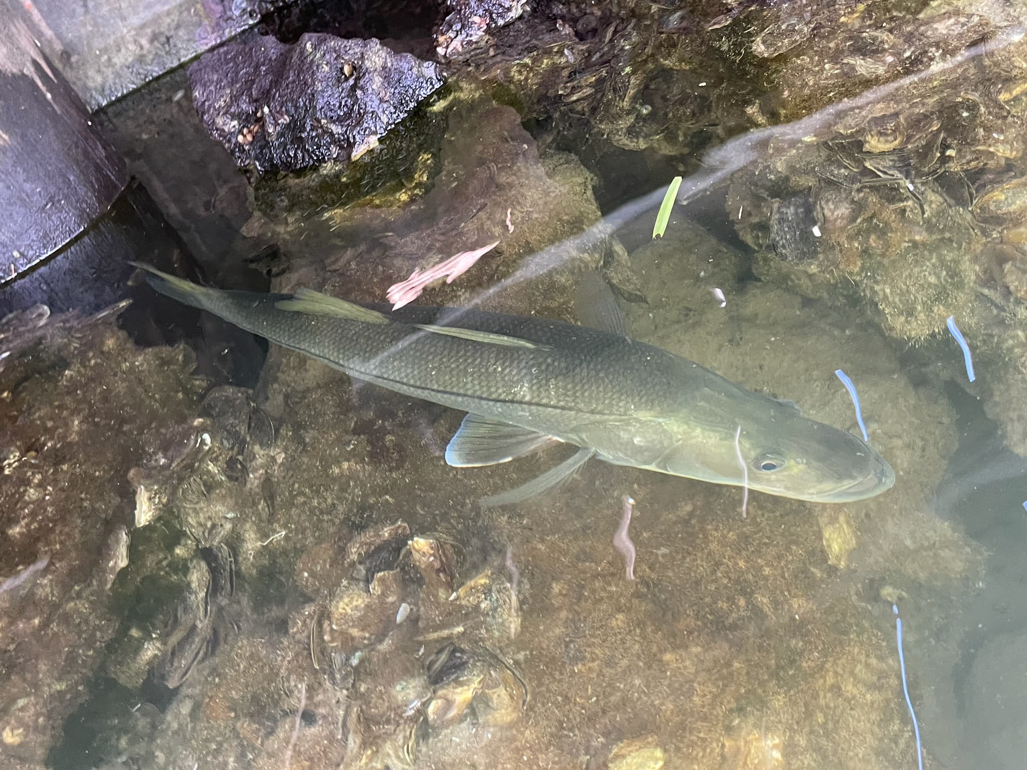 How to Catch Snook: Ambush Tactics for the Linesider