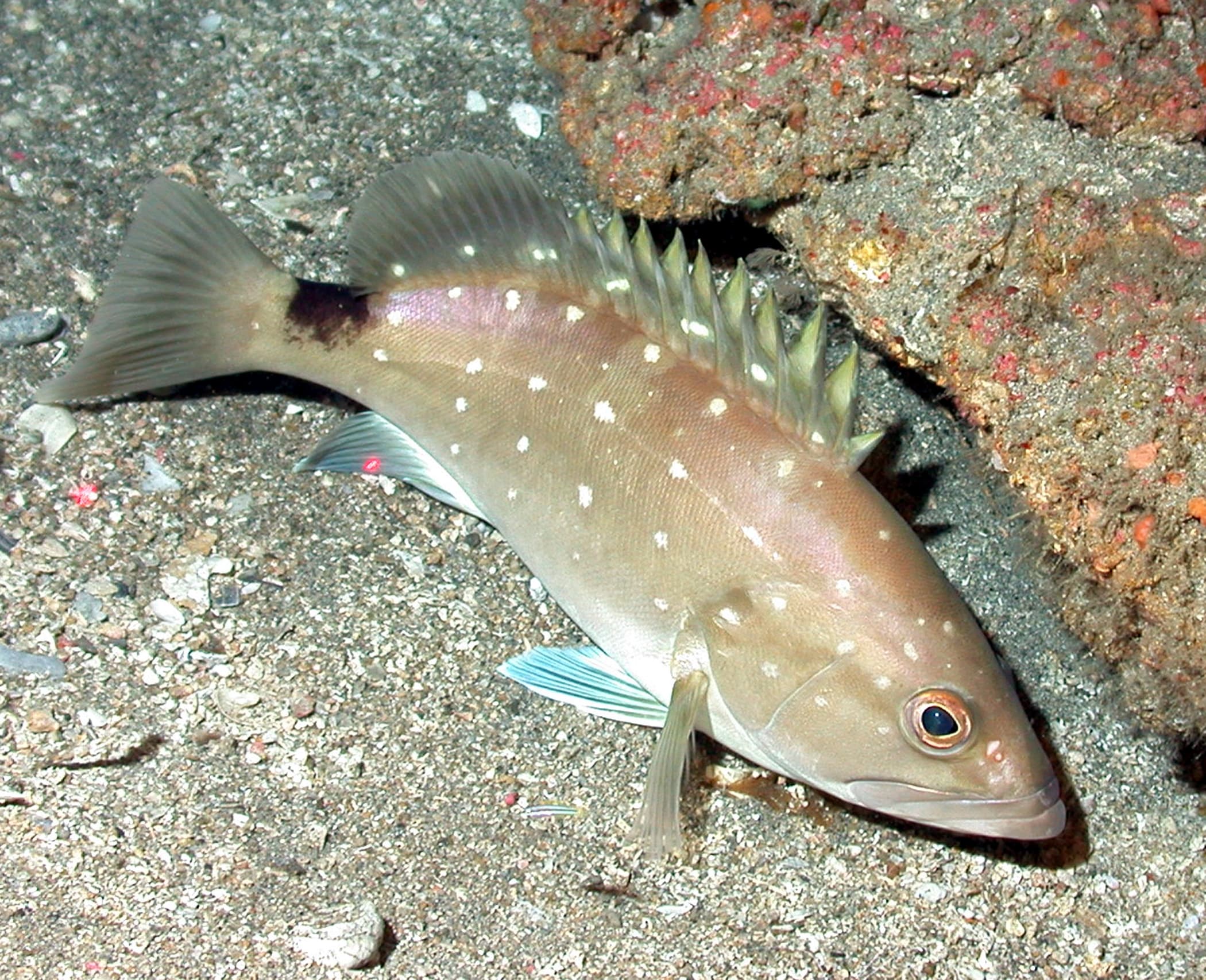How to Catch Snowy Grouper: The Complete Guide