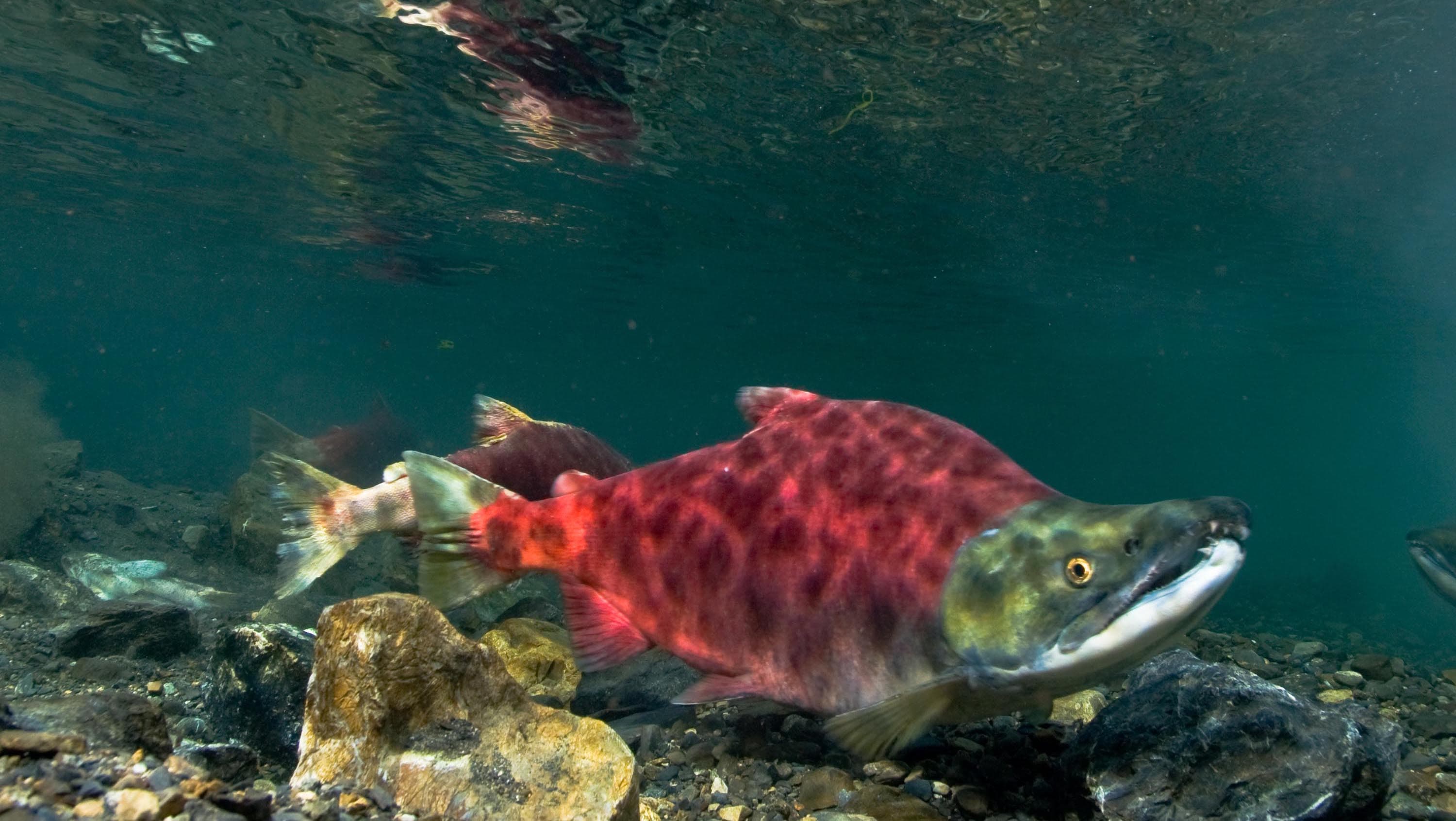 How to Catch Sockeye Salmon: The Drift Technique for Red Salmon