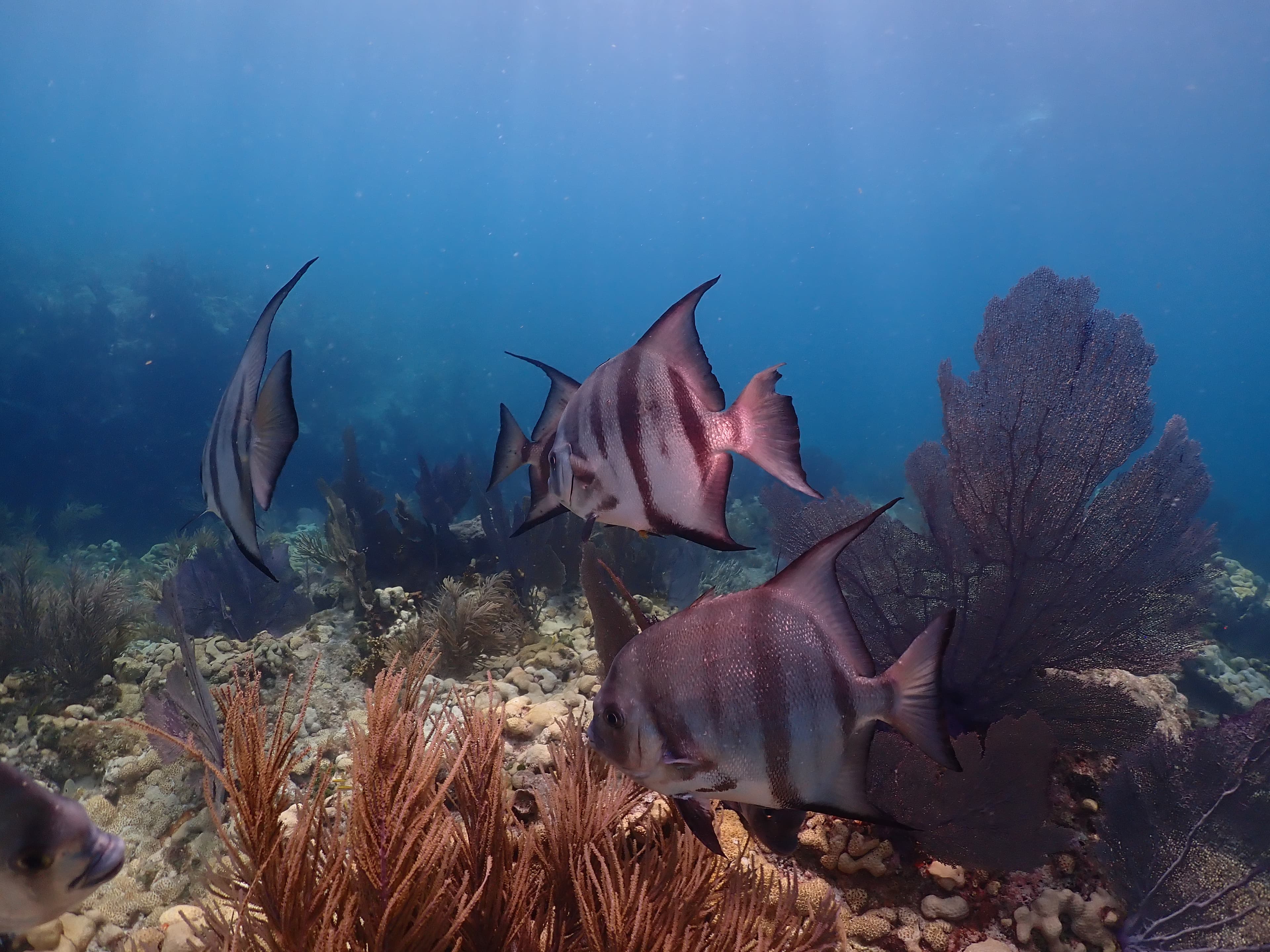 How to Catch Spadefish: Wreck, Chum & Clam Tactics