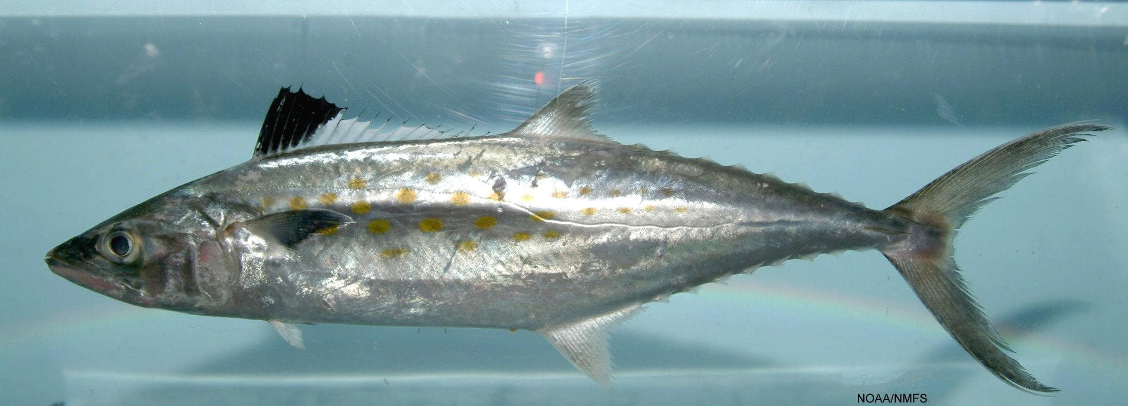 How to Catch Spanish Mackerel: Fast Lures for the Nearshore Speedster