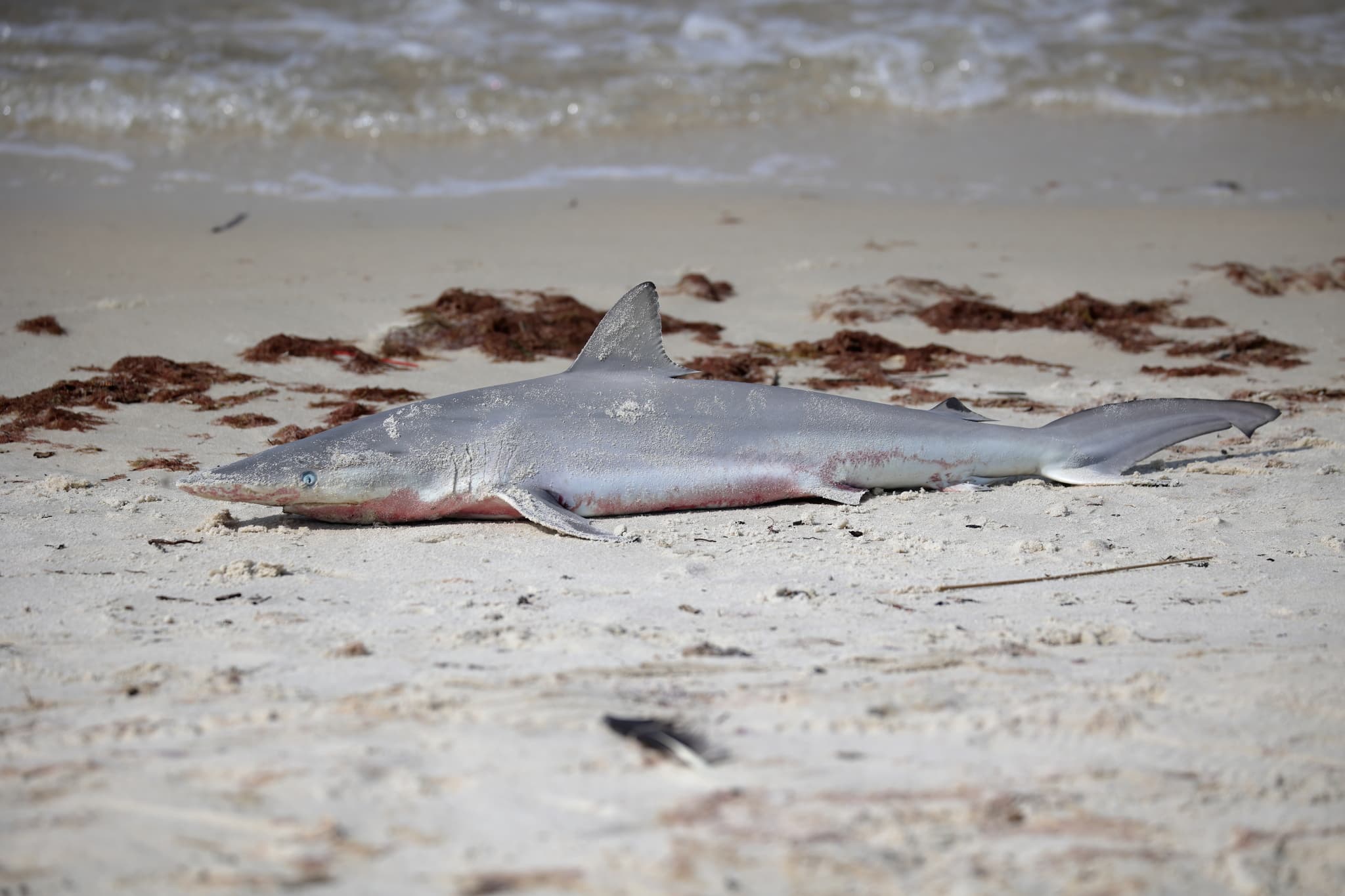 How to Catch Spinner Shark: The Complete Guide