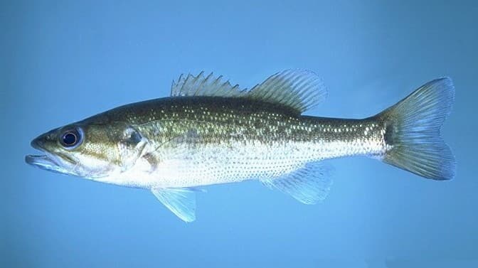 How to Catch Spotted Bass: Deep, Clear-Water Tactics for the Third Black Bass
