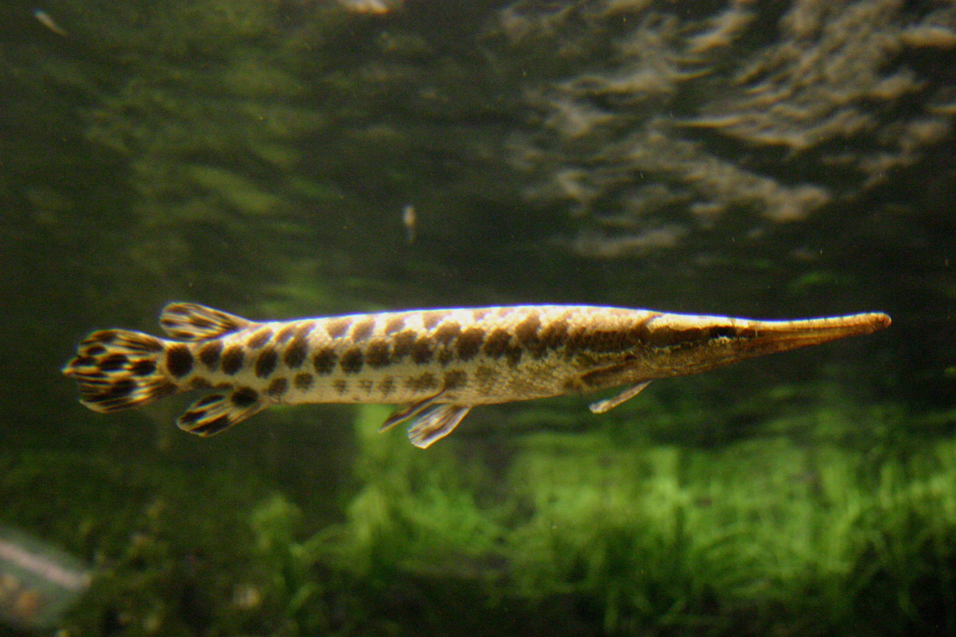 How to Catch Spotted Gar: Rigs, Baits & Tactics