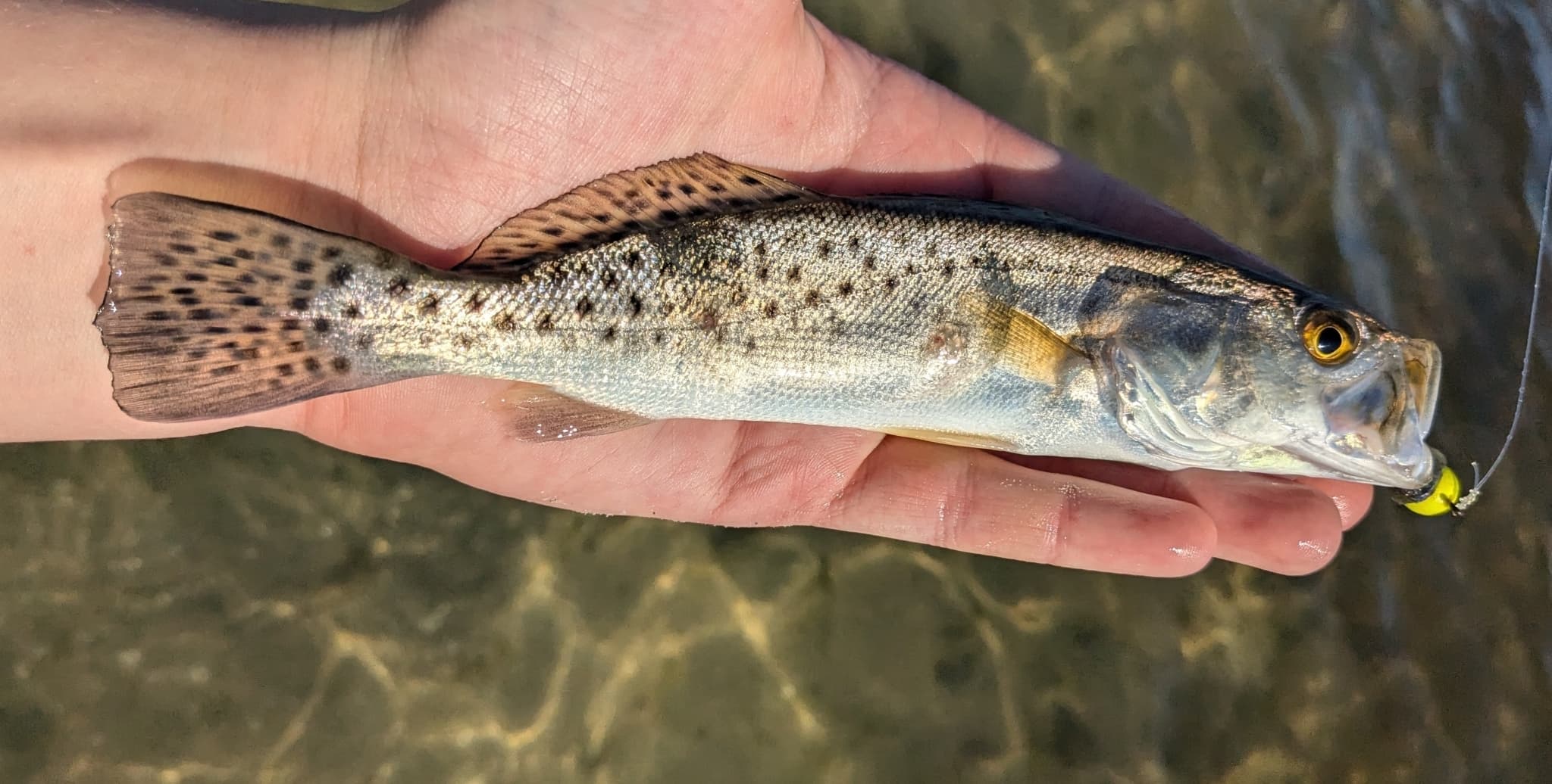 How to Catch Spotted Seatrout: Grass-Flat Tactics for Specks
