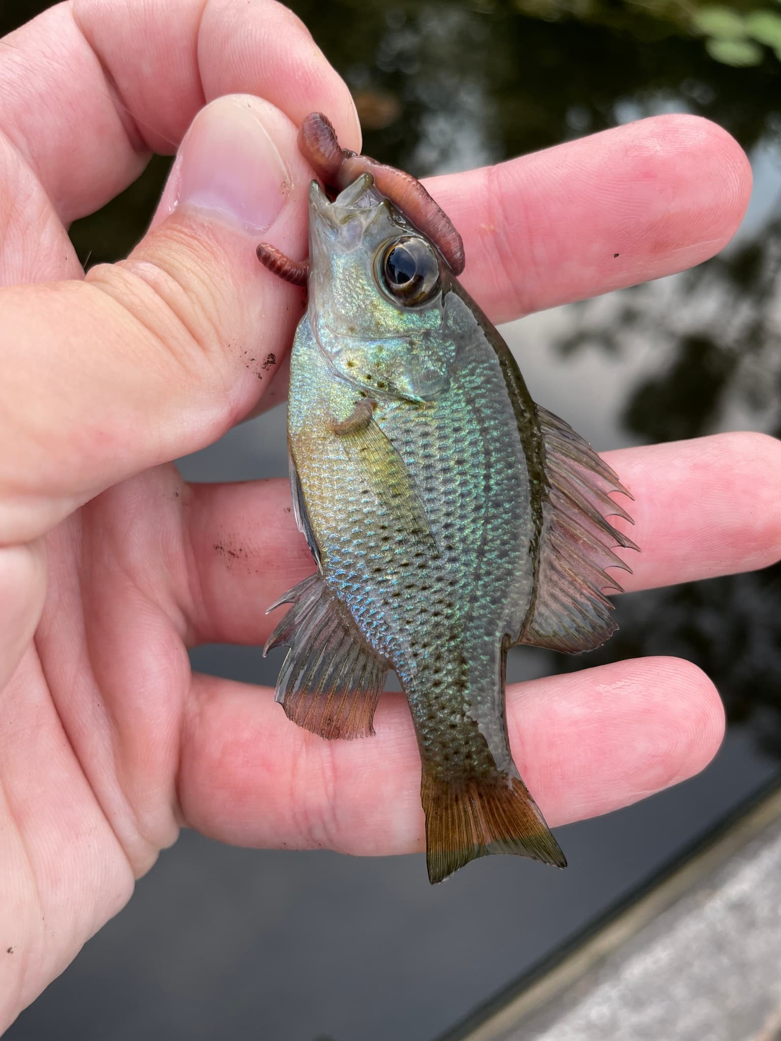 How to Catch Spotted Sunfish (Stumpknocker): The Complete Guide