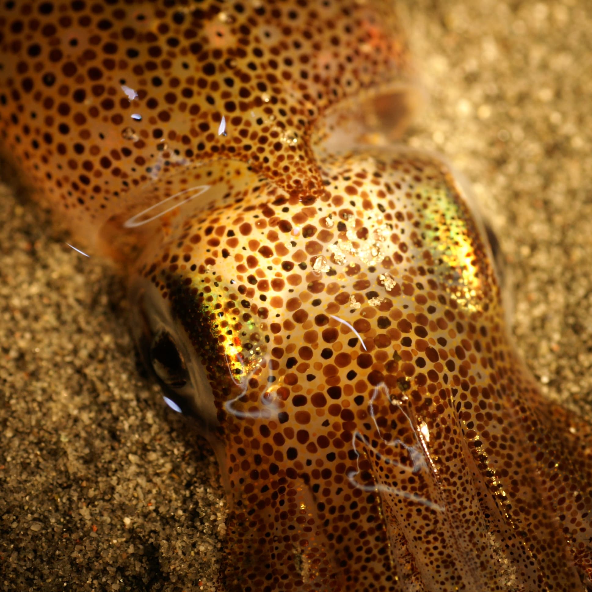 How to Catch Squid in Puget Sound: Night Jigging for Market Squid Off the Piers