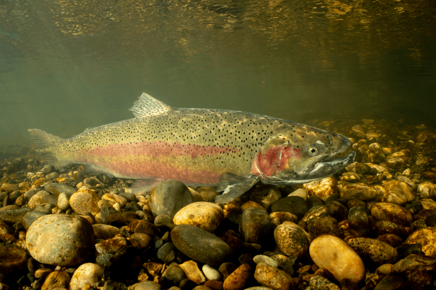 How to Catch Steelhead: Float Fishing, Swinging Flies, and River Tactics