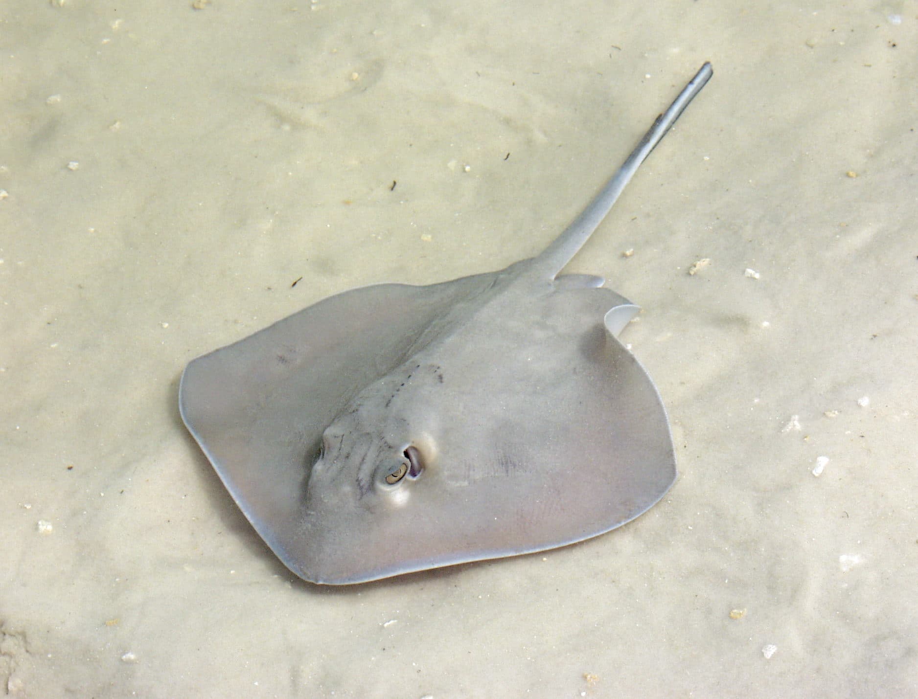 How to Catch Stingray: The Complete Guide