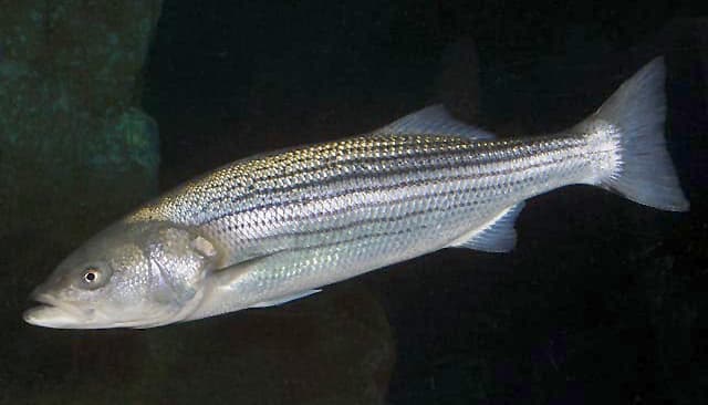 How to Catch Striped Bass: The Complete Guide to America's Gamefish