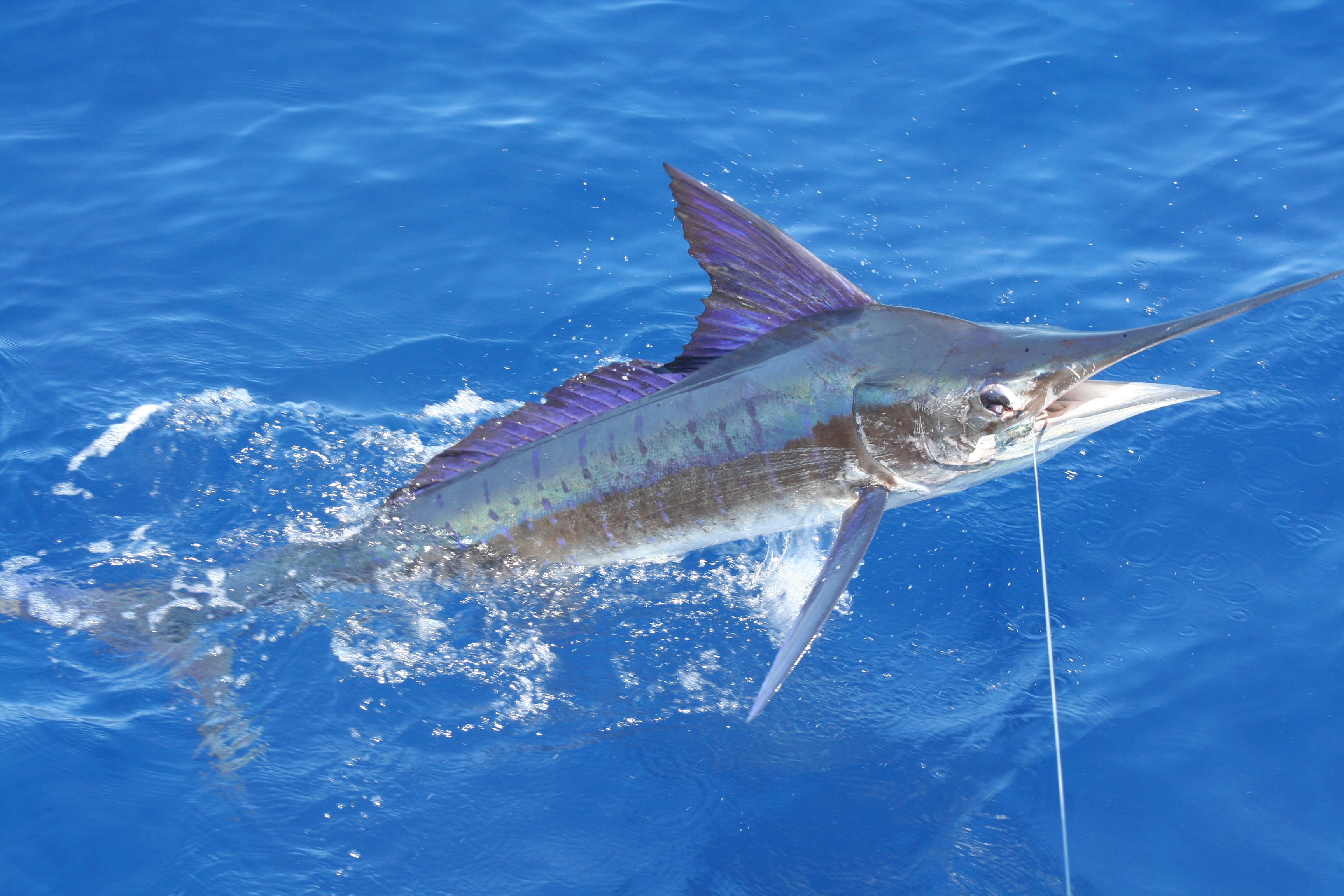 How to Catch Striped Marlin: The Complete Guide