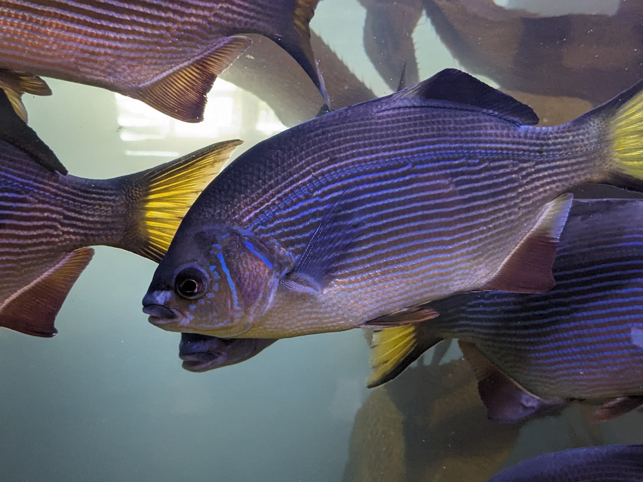 How to Catch Surfperch: The Complete Angler's Guide