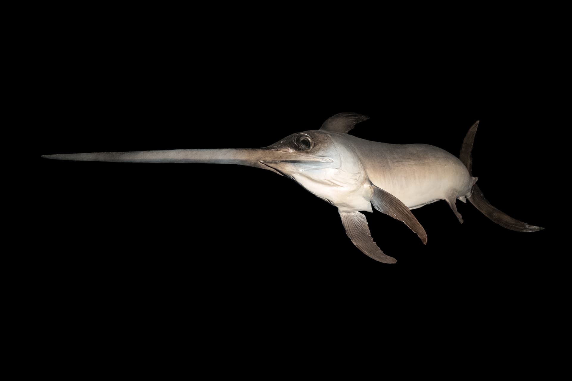 How to Catch Swordfish: The Complete Guide