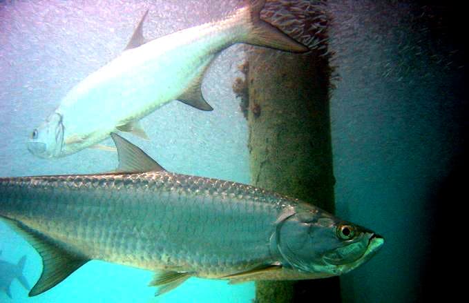 How to Catch Tarpon: Chasing the Silver King