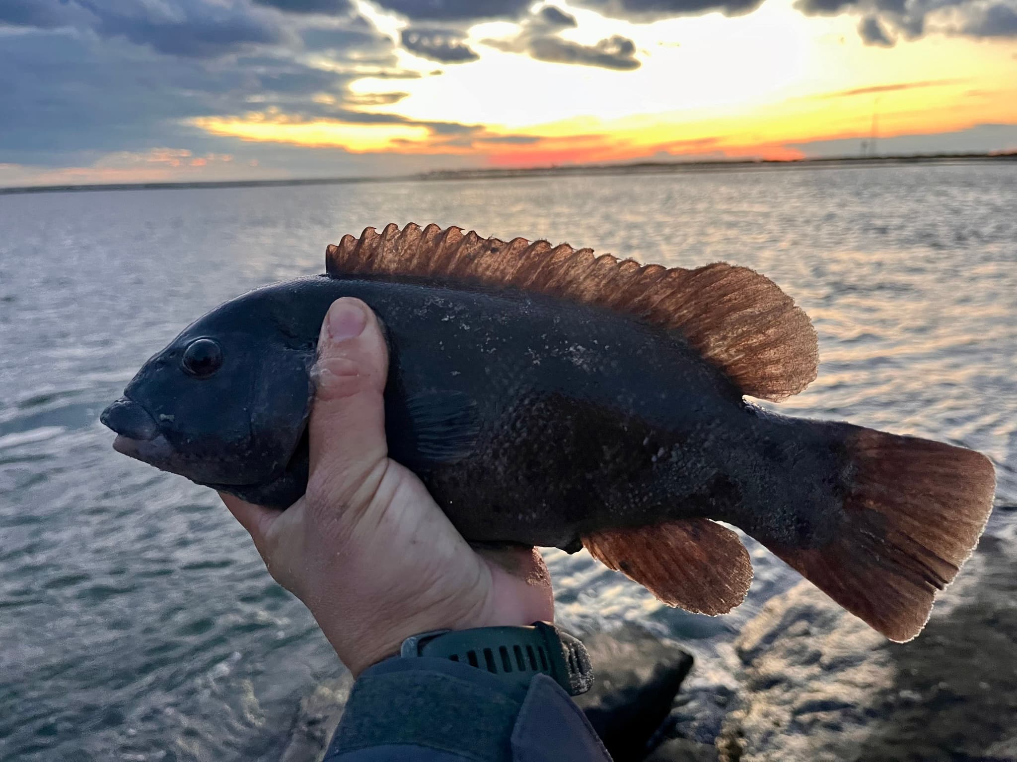 How to Catch Tautog: The Complete Guide to Blackfish