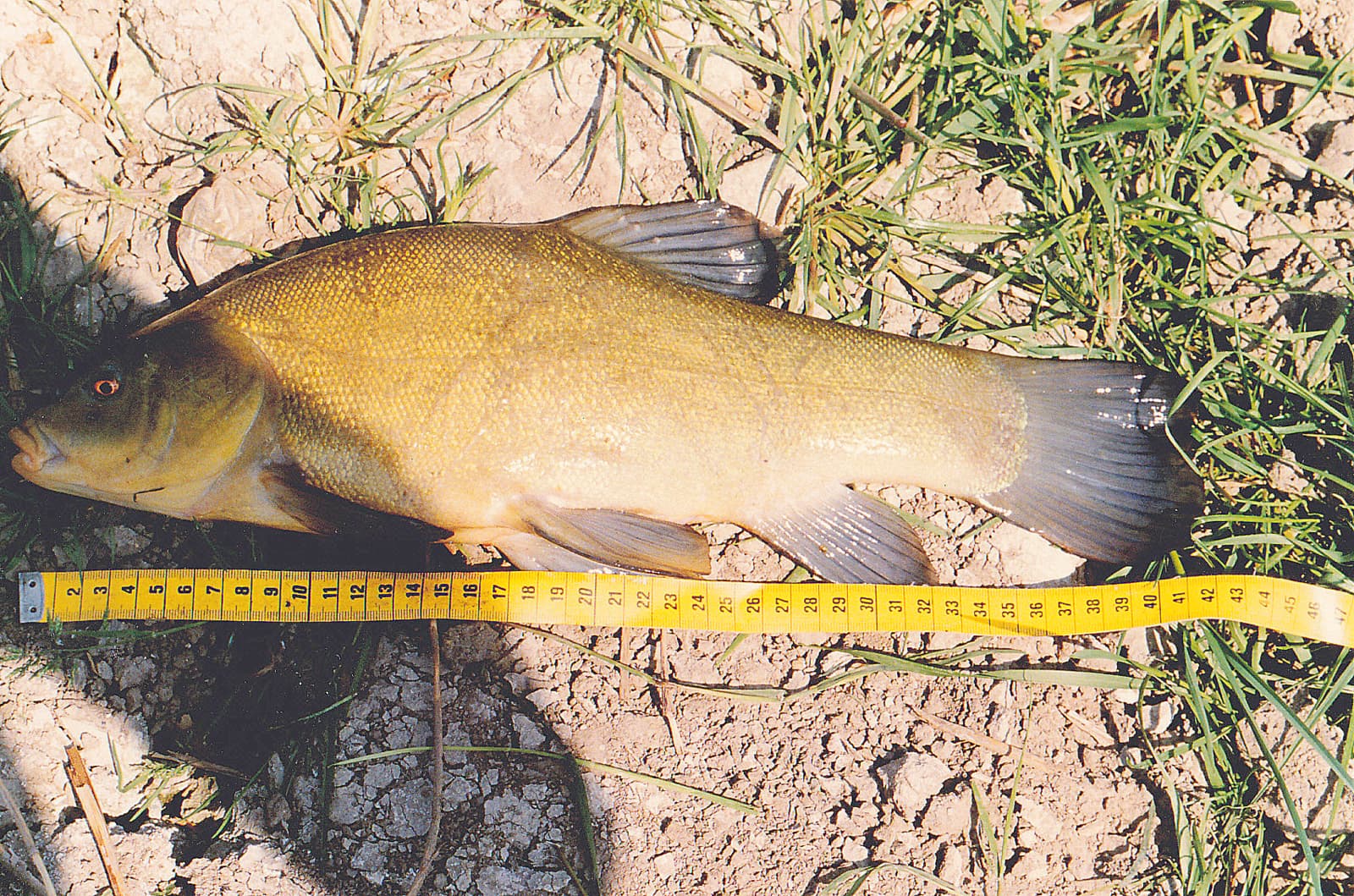 How to Catch Tench: The Complete Guide