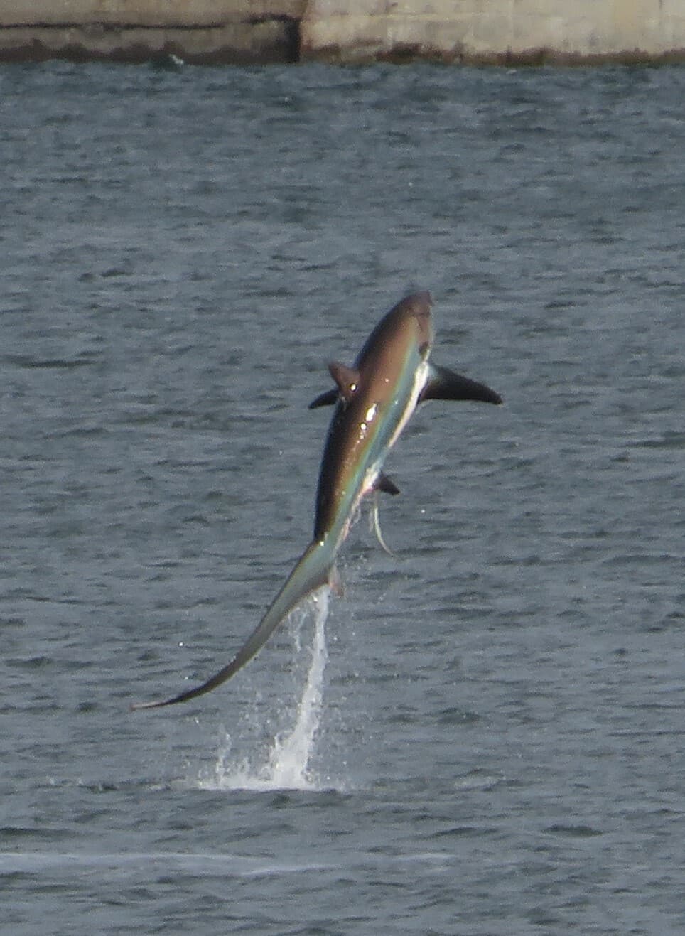 How to Catch Thresher Shark: The Complete Guide