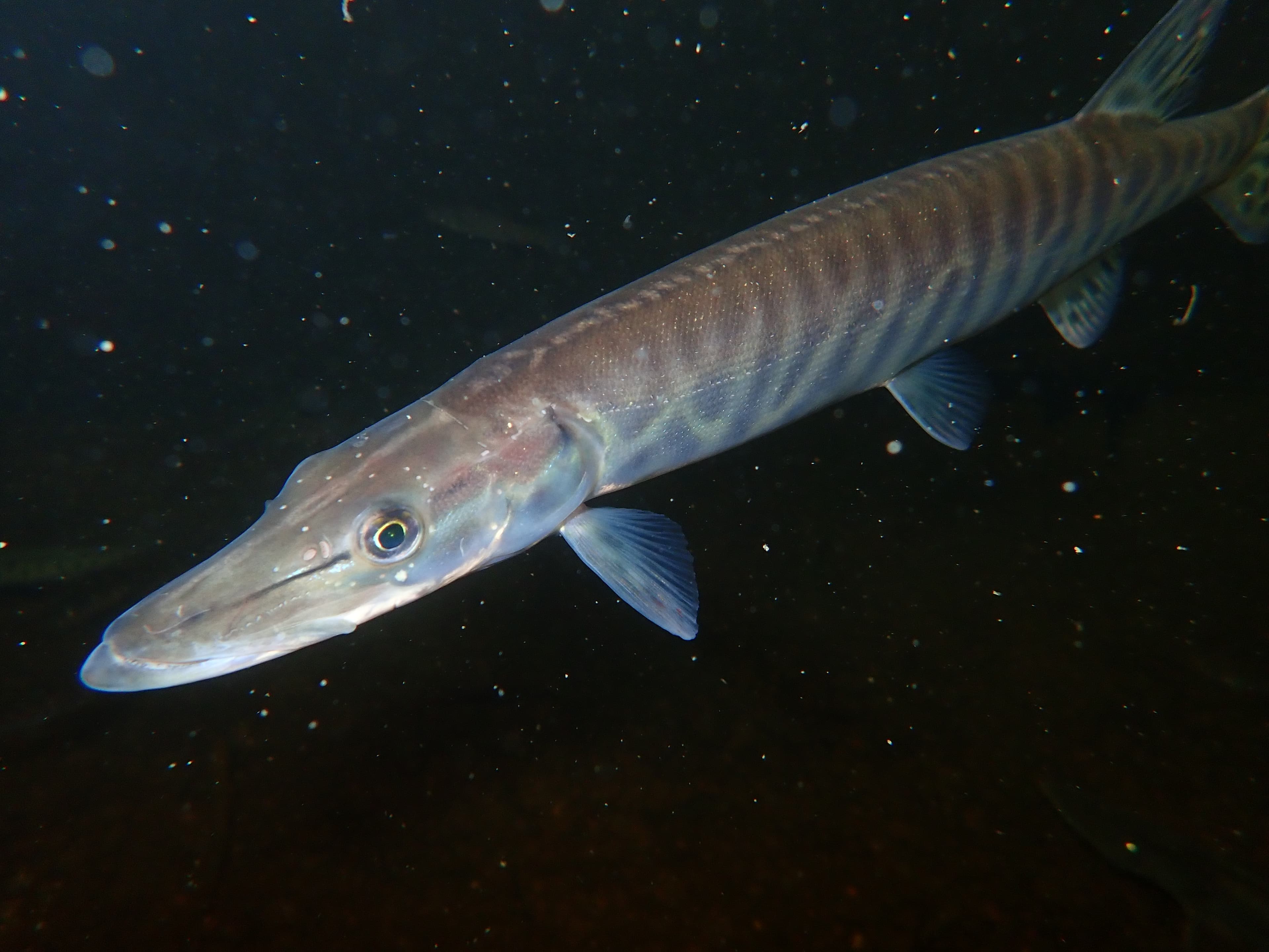 How to Catch Tiger Musky: The Complete Guide