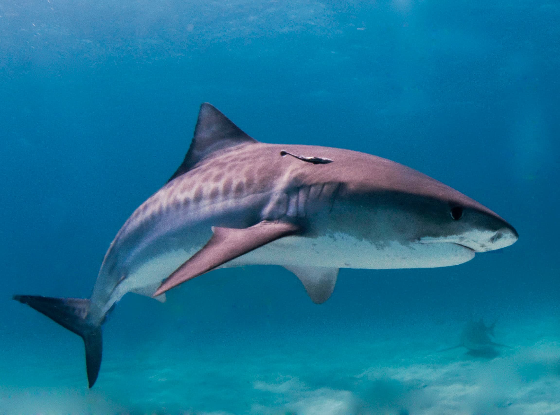 How to Catch Tiger Shark: The Complete Guide