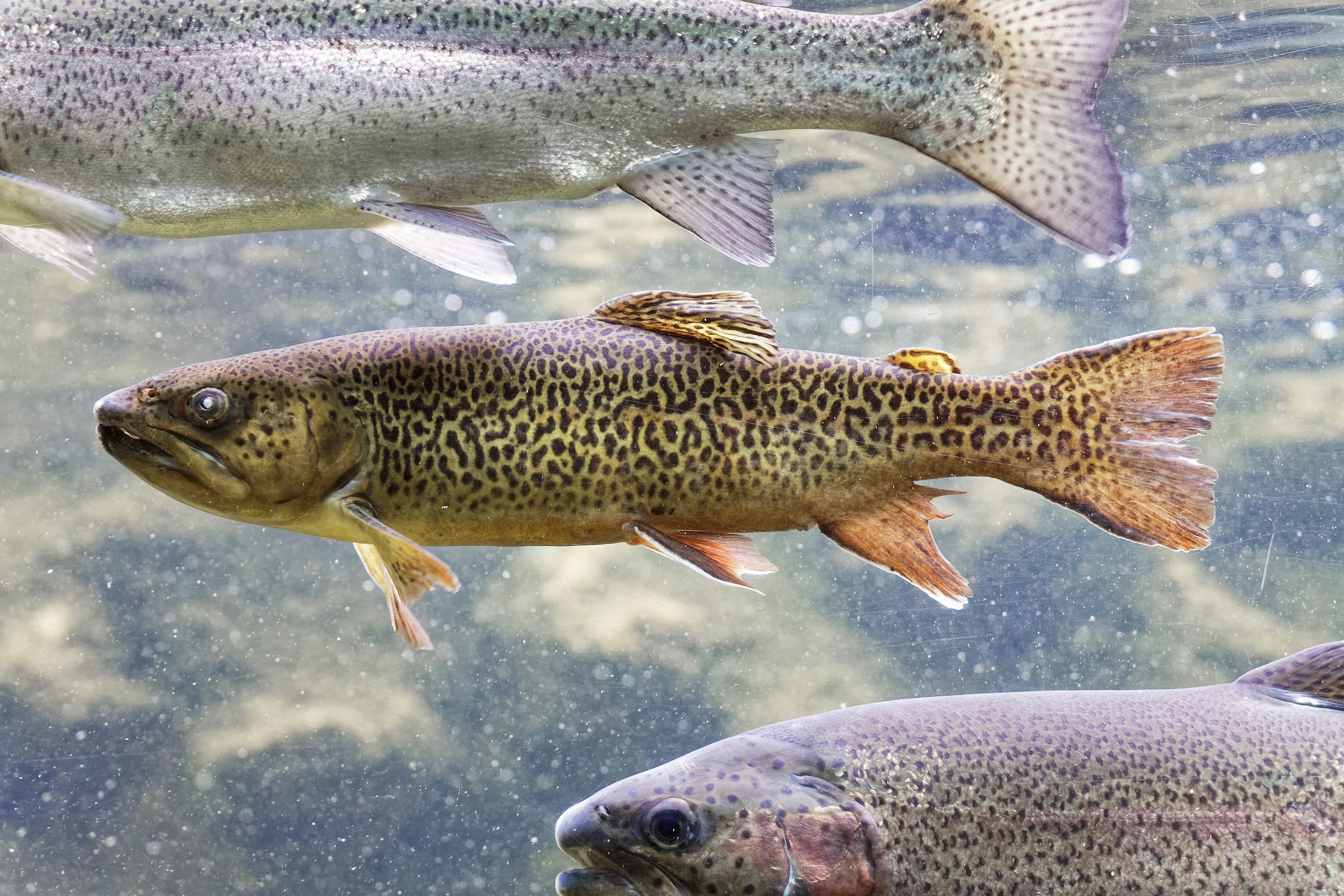 How to Catch Tiger Trout: The Complete Guide