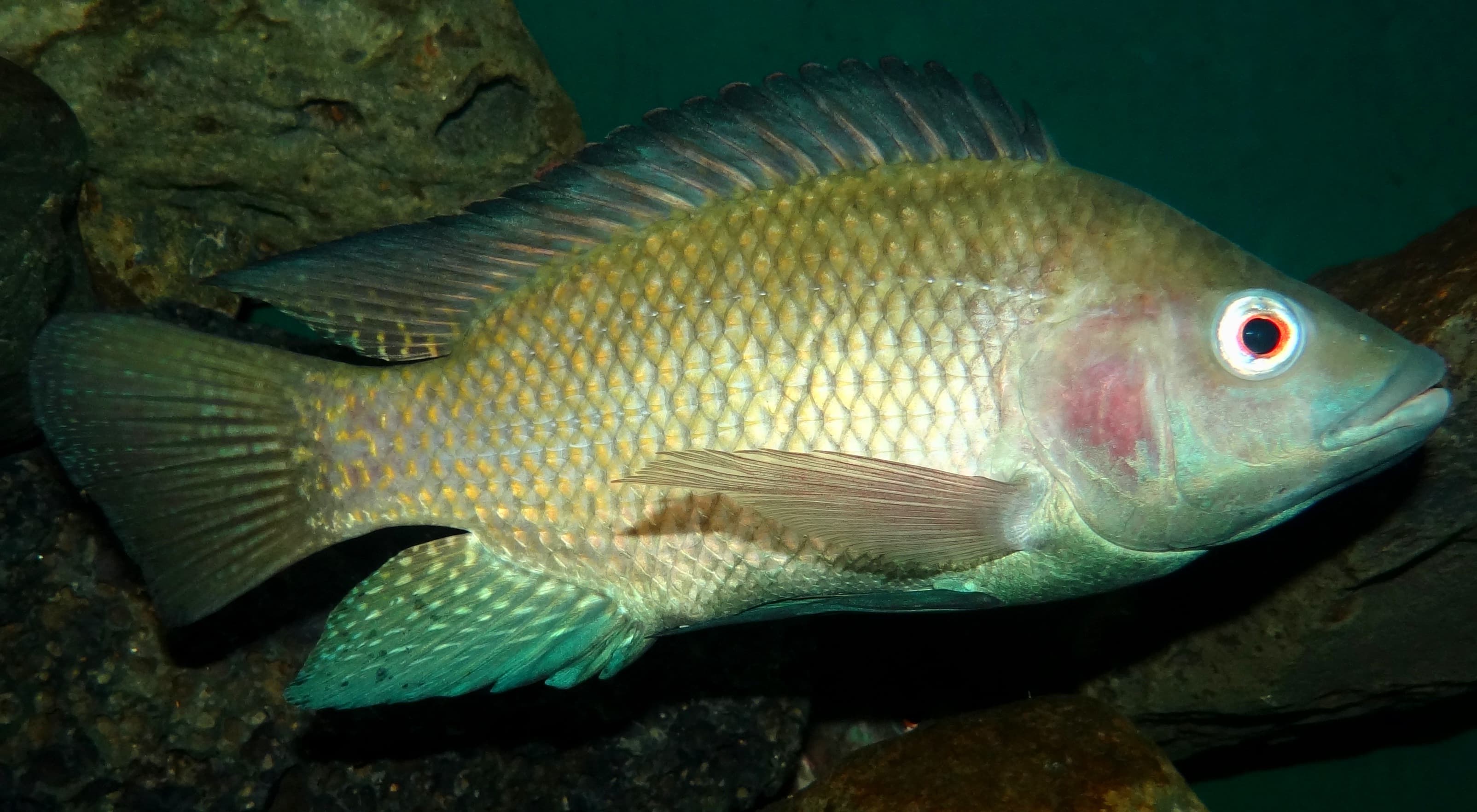 How to Catch Tilapia: The Complete Guide