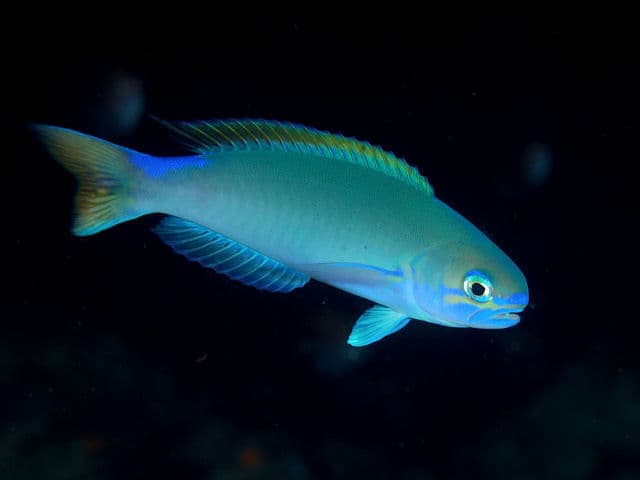 How to Catch Tilefish: The Complete Guide