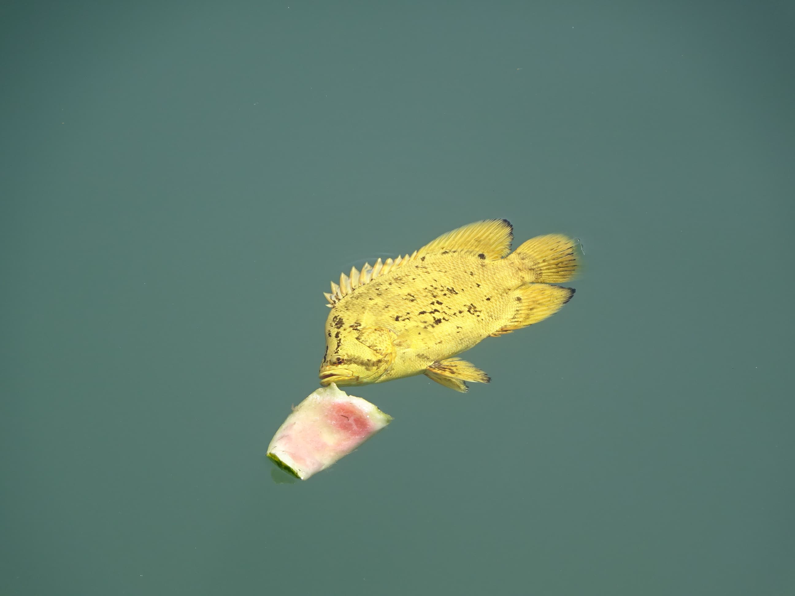 How to Catch Tripletail: Sight-Fishing the Floating Oddball