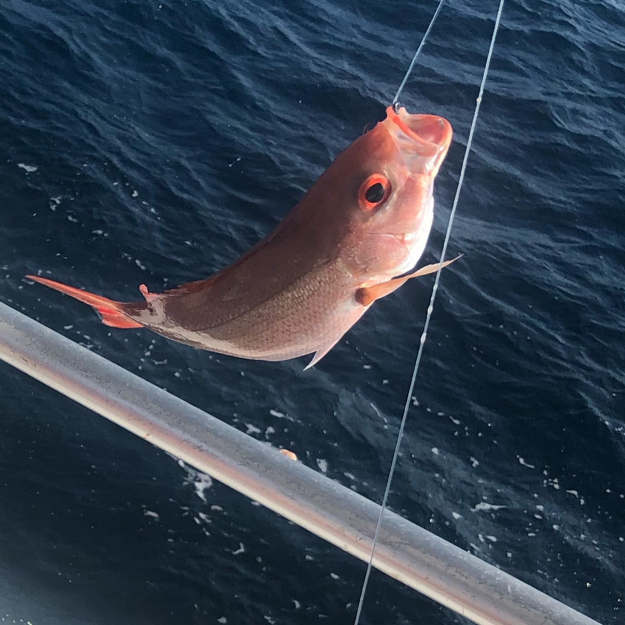 How to Catch Vermilion Snapper: The Complete Guide