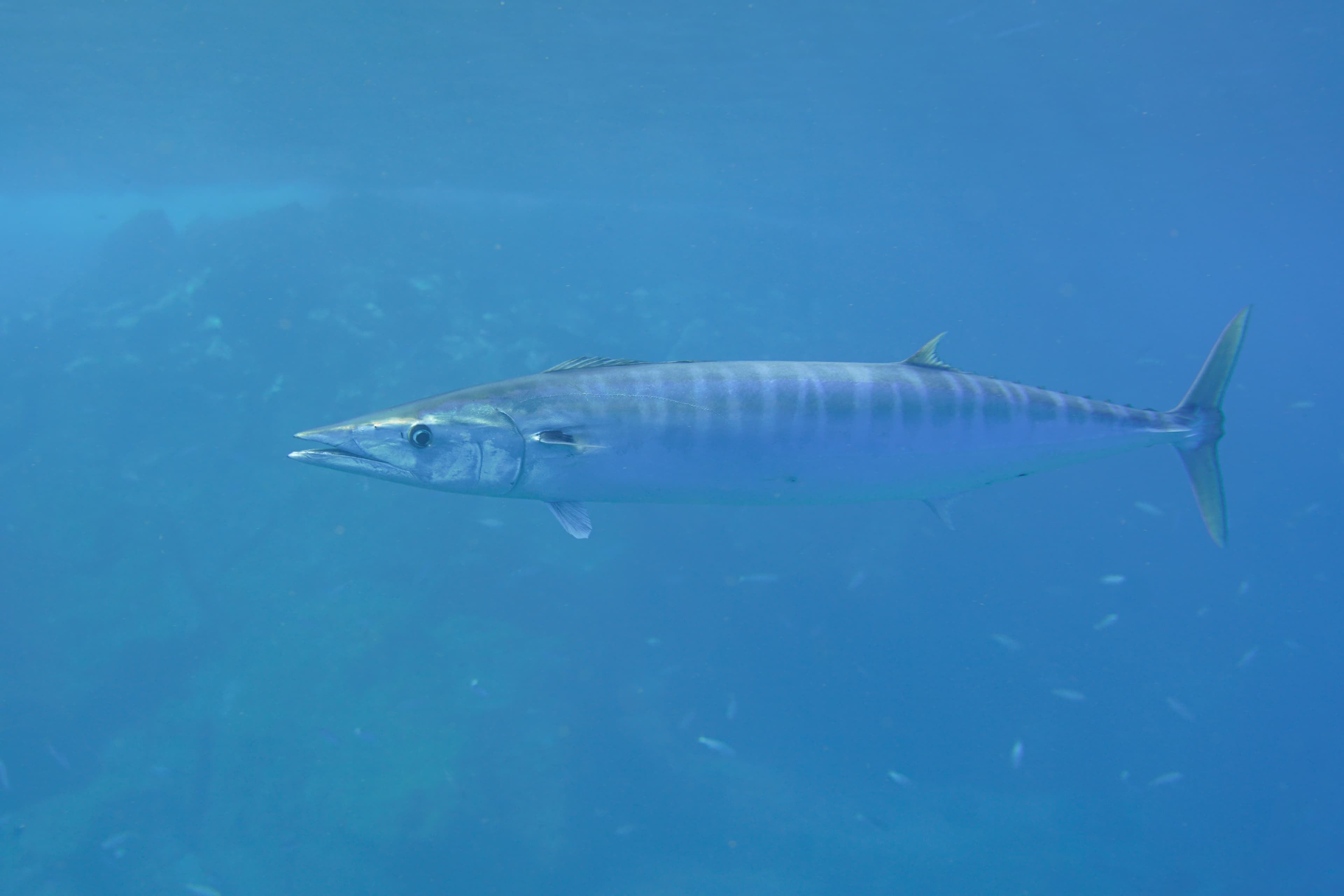 How to Catch Wahoo: The Complete Guide to the Fastest Fish