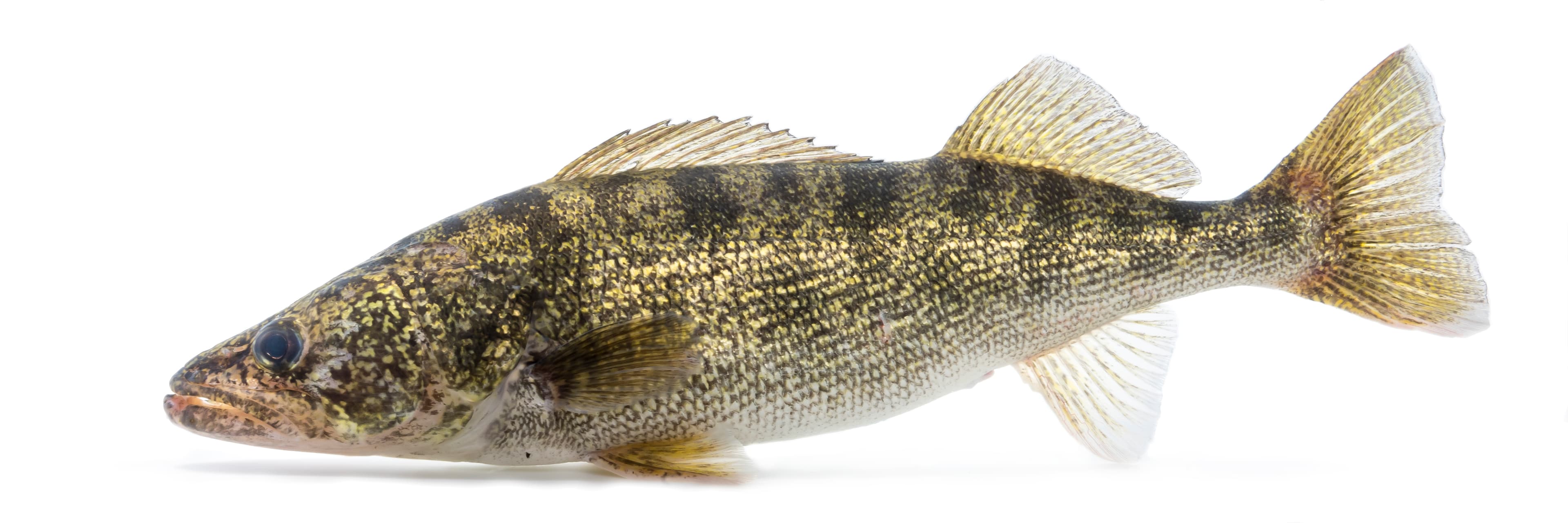 How to Catch Walleye: Jigs, Live-Bait Rigs, and Trolling Tactics