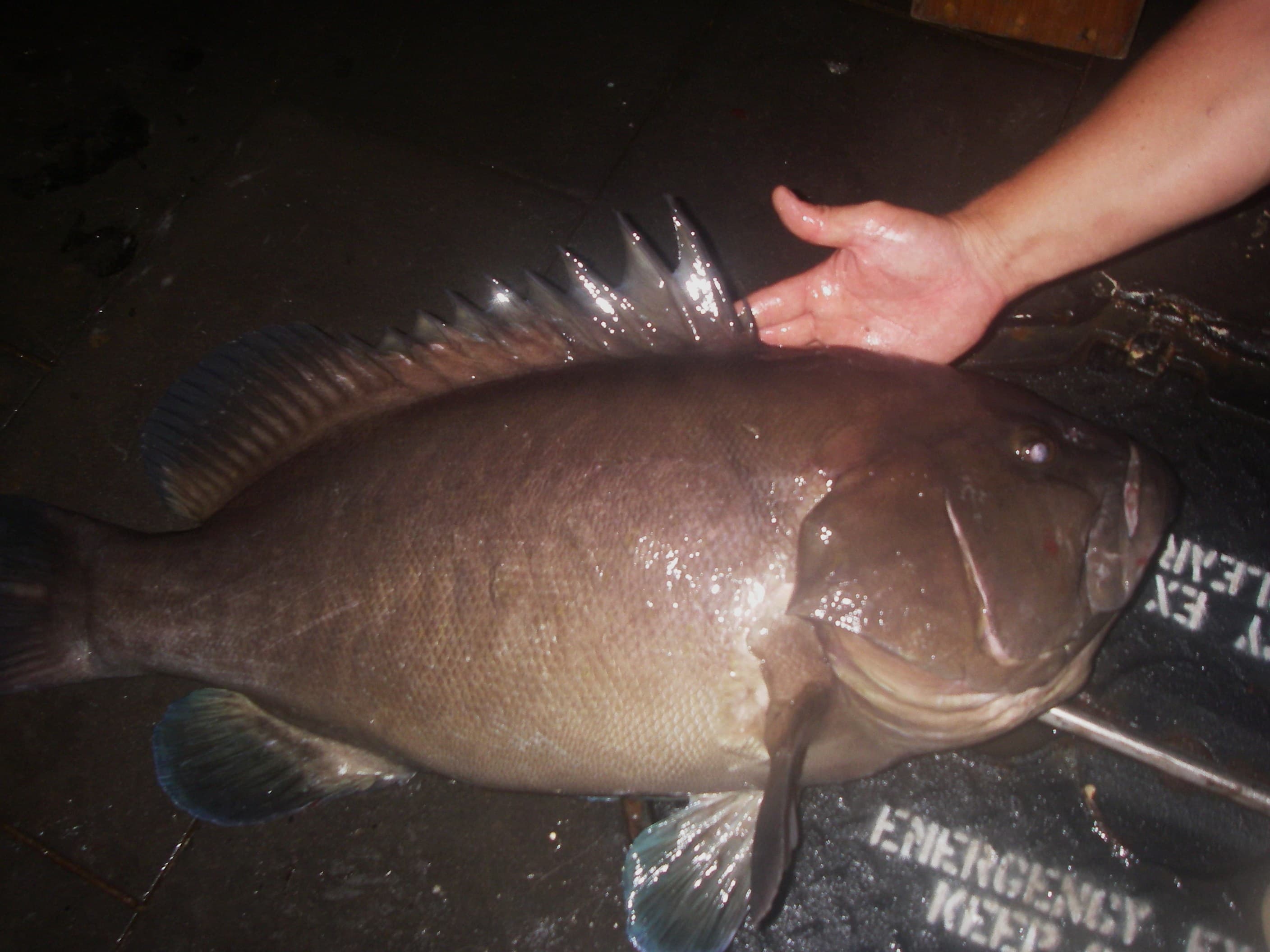 How to Catch Warsaw Grouper: The Complete Guide