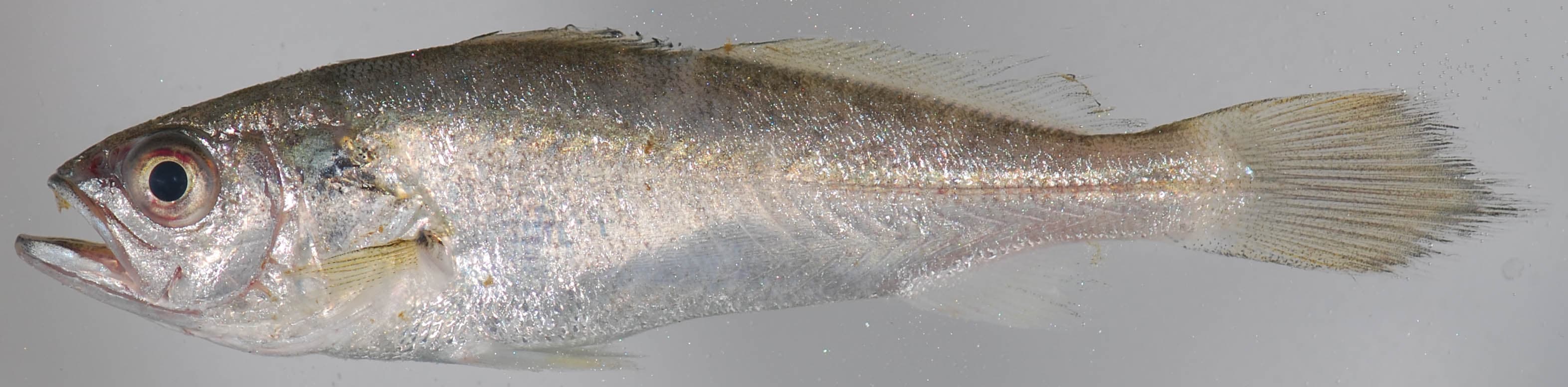 How to Catch Weakfish: The Complete Guide