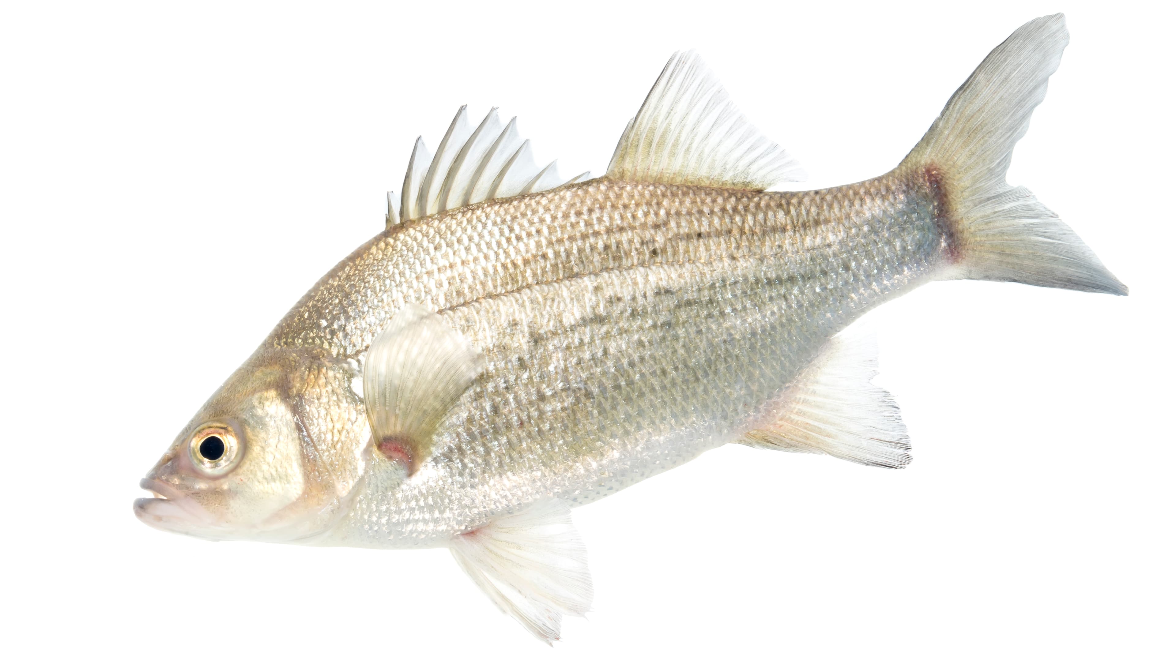 How to Catch White Bass: The Complete Guide