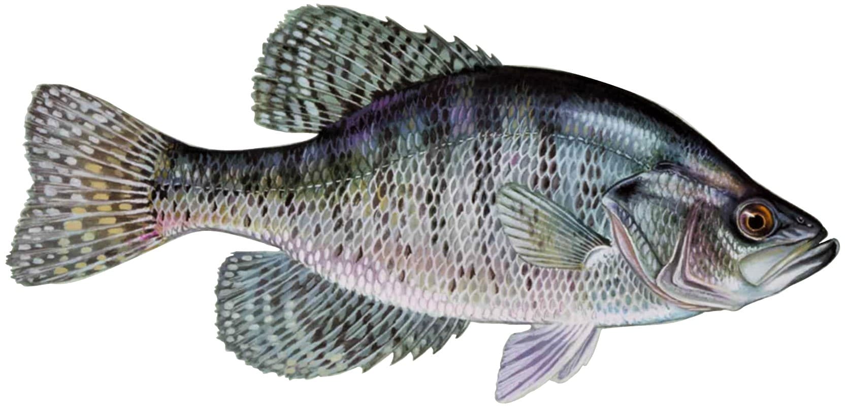 How to Catch White Crappie: The Complete Guide
