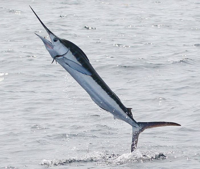 How to Catch White Marlin: The Complete Guide