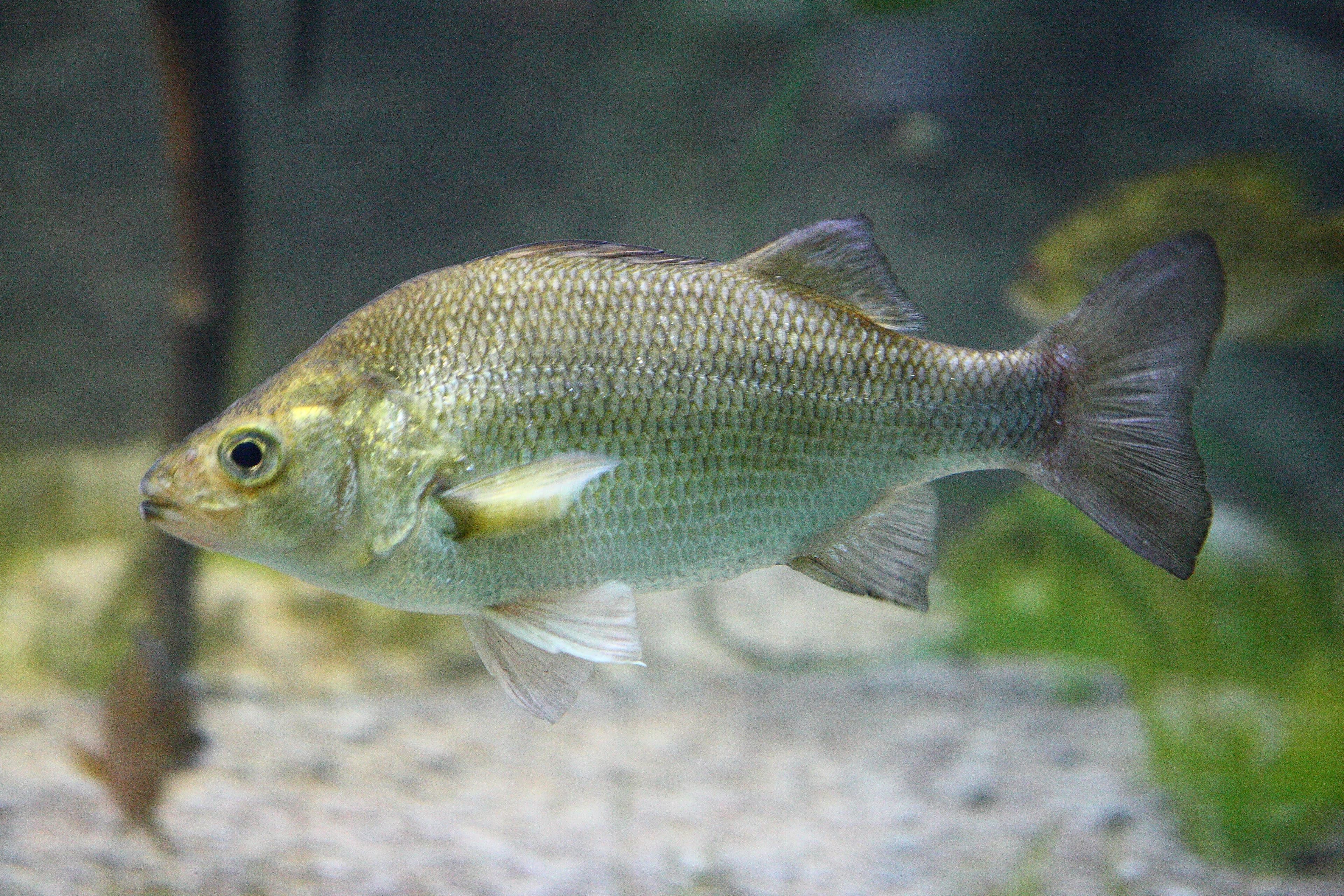 How to Catch White Perch: The Complete Guide