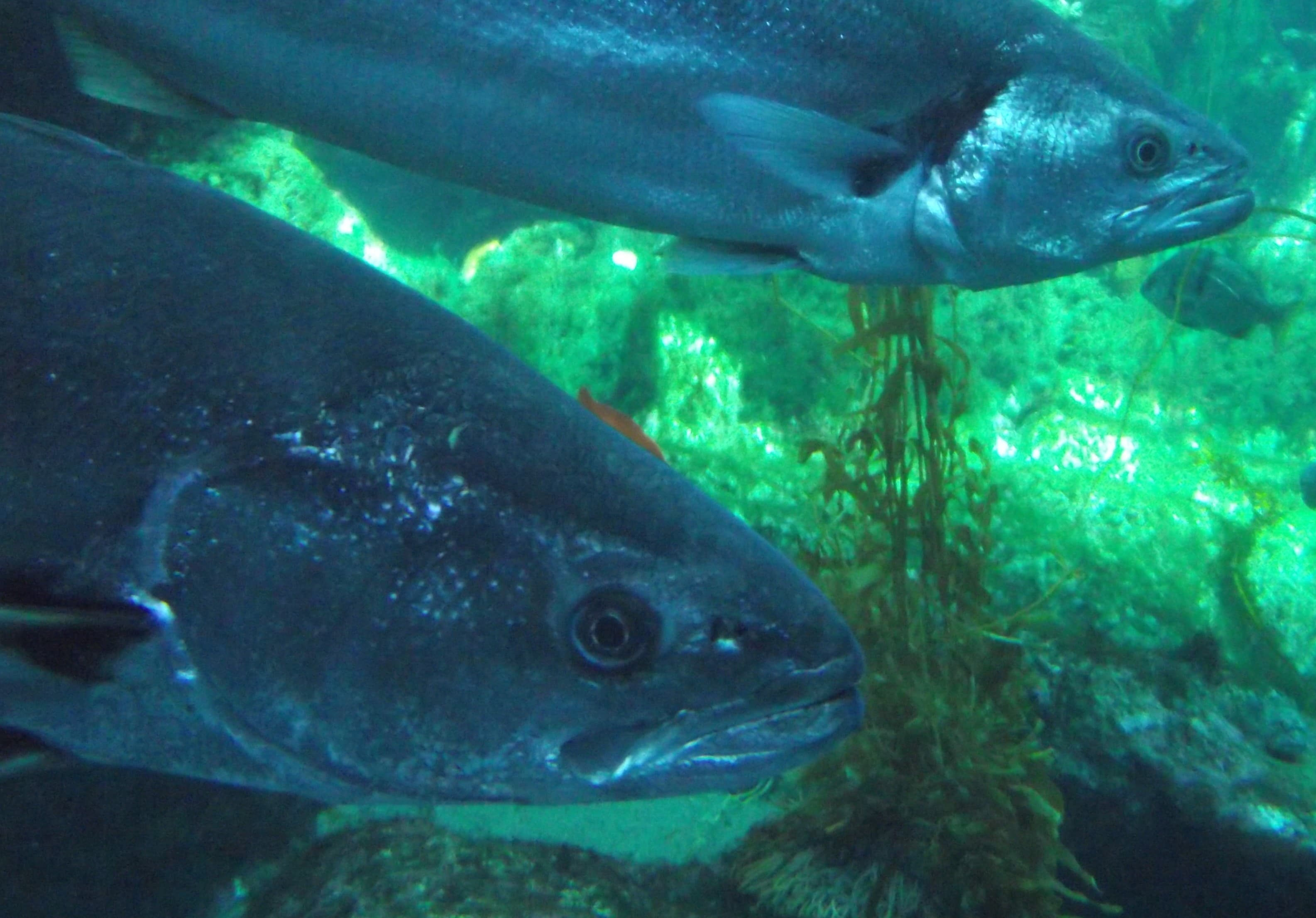 How to Catch White Seabass: The Complete Guide