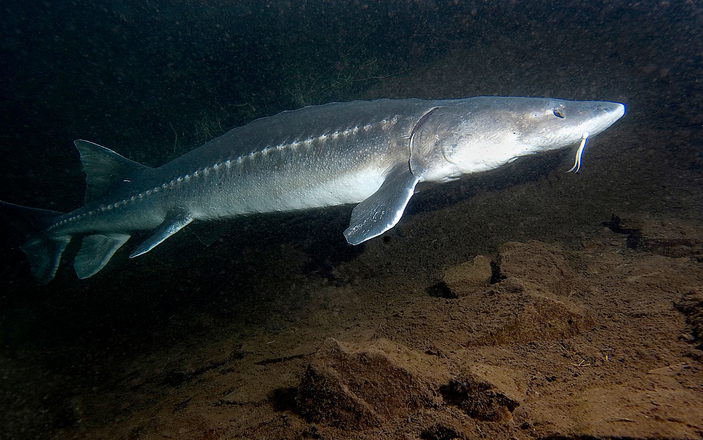 How to Catch White Sturgeon: Tactics for the Freshwater Leviathan