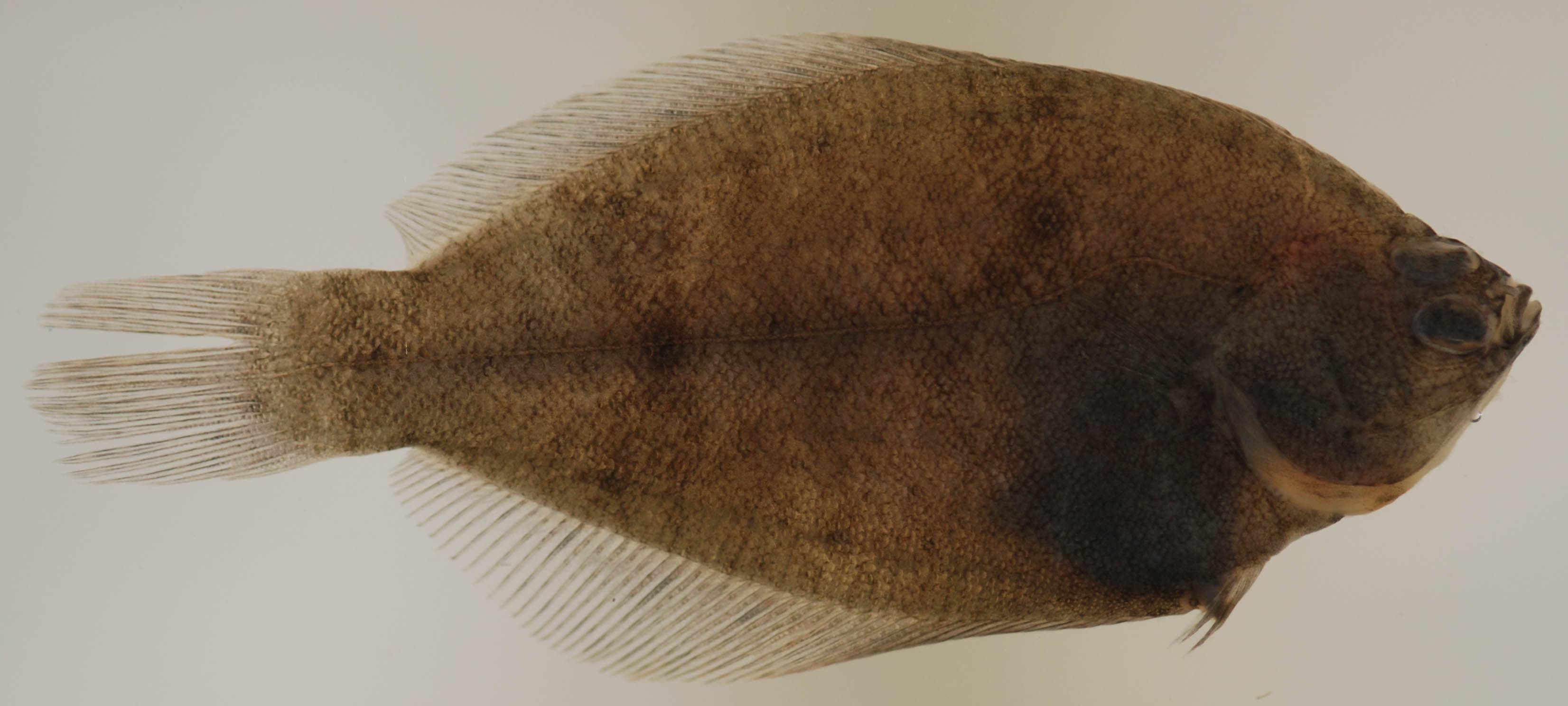 How to Catch Winter Flounder: Rigs, Chum & Bay Tactics