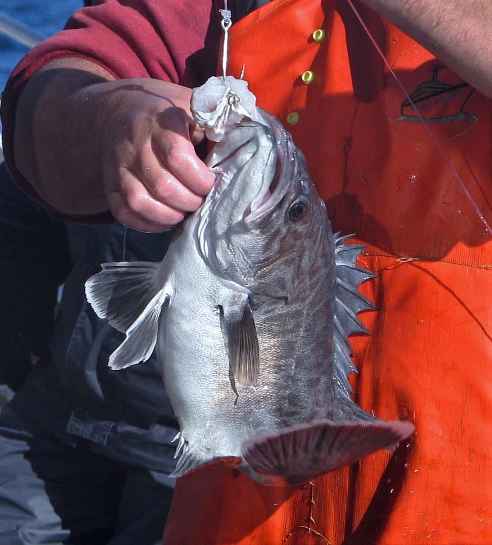 How to Catch Wreckfish: The Complete Guide