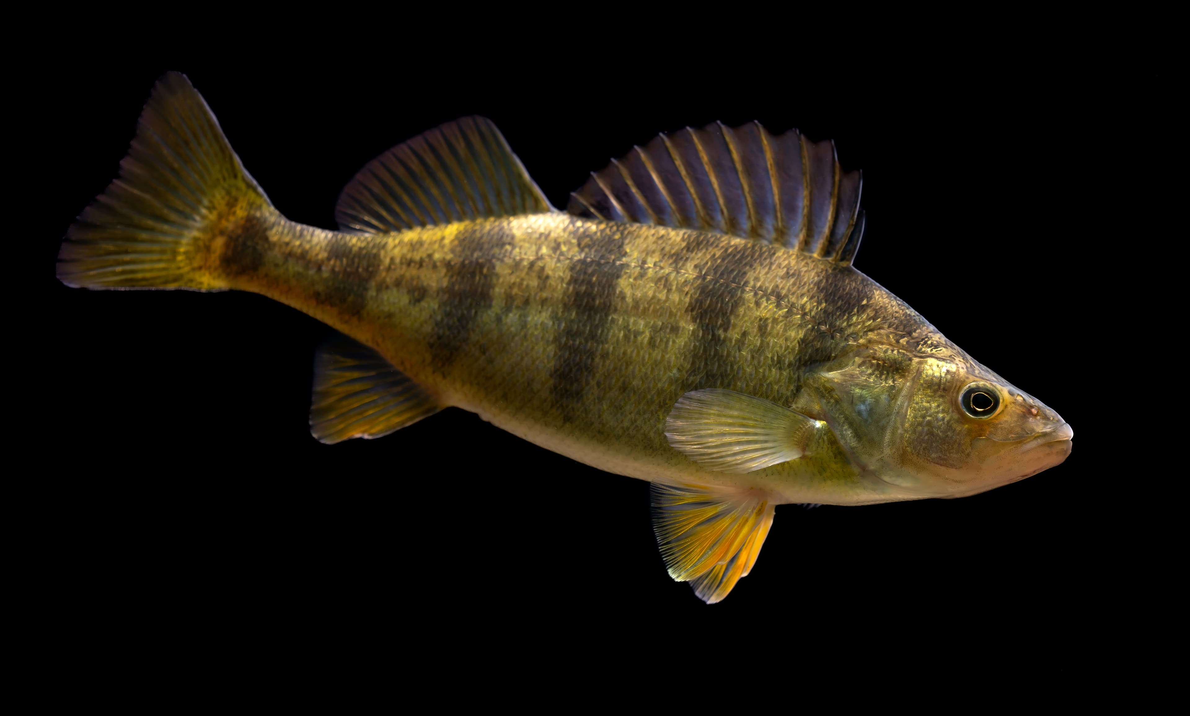 How to Catch Yellow Perch: Jigs, Minnows, and Finding the School